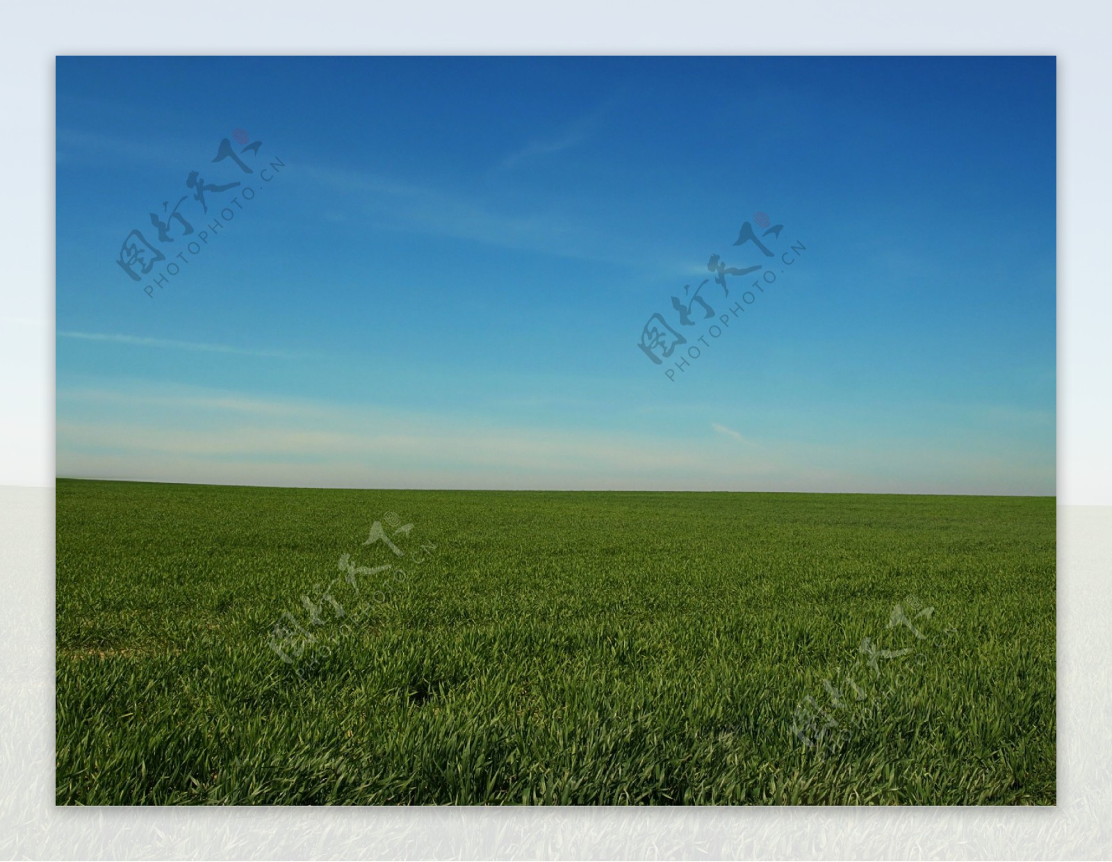 绿色稻田风景图片