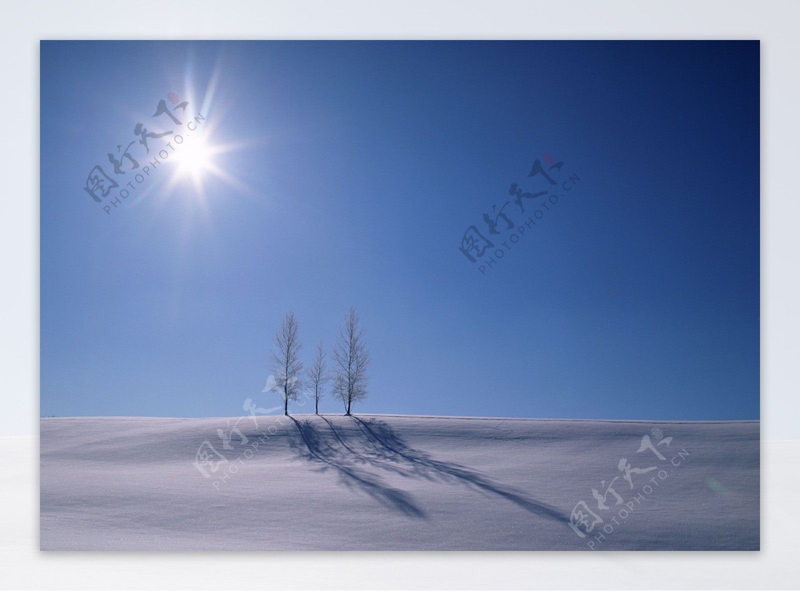 雪地里的树