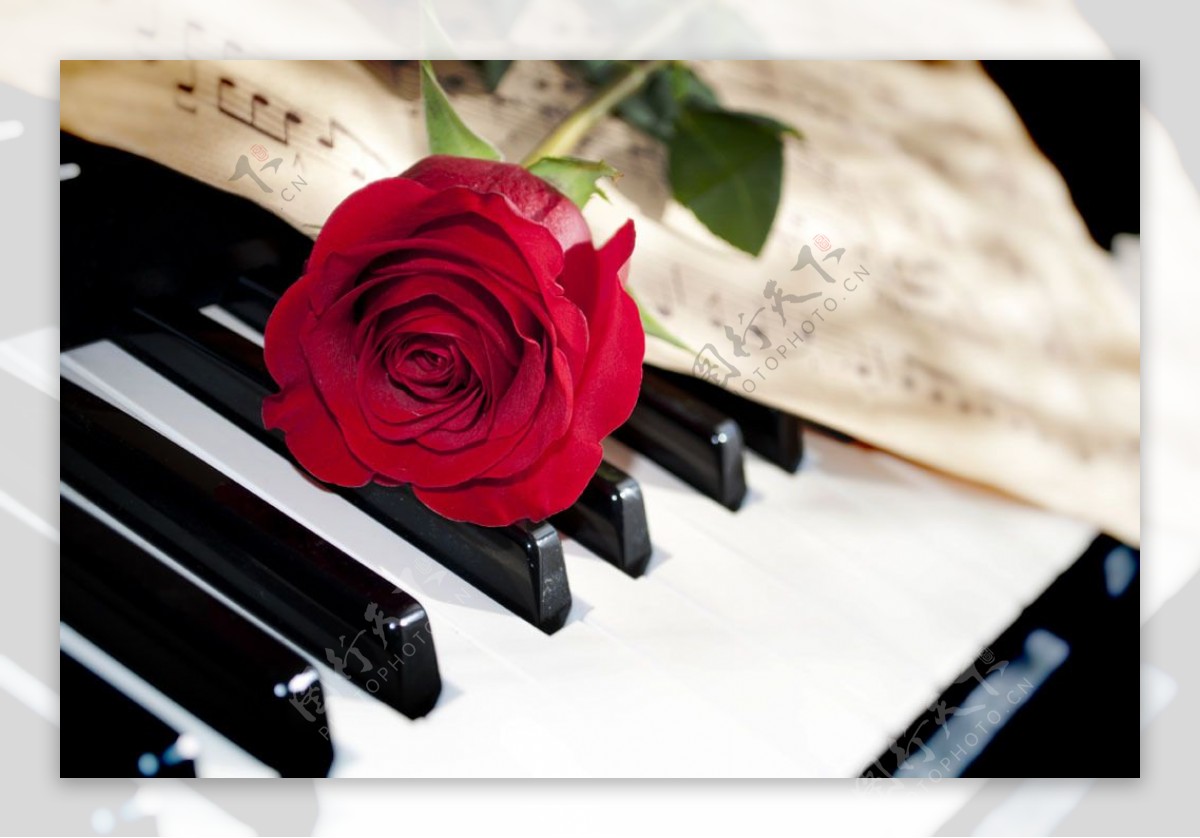 音乐谱和玫瑰花和钢琴图片