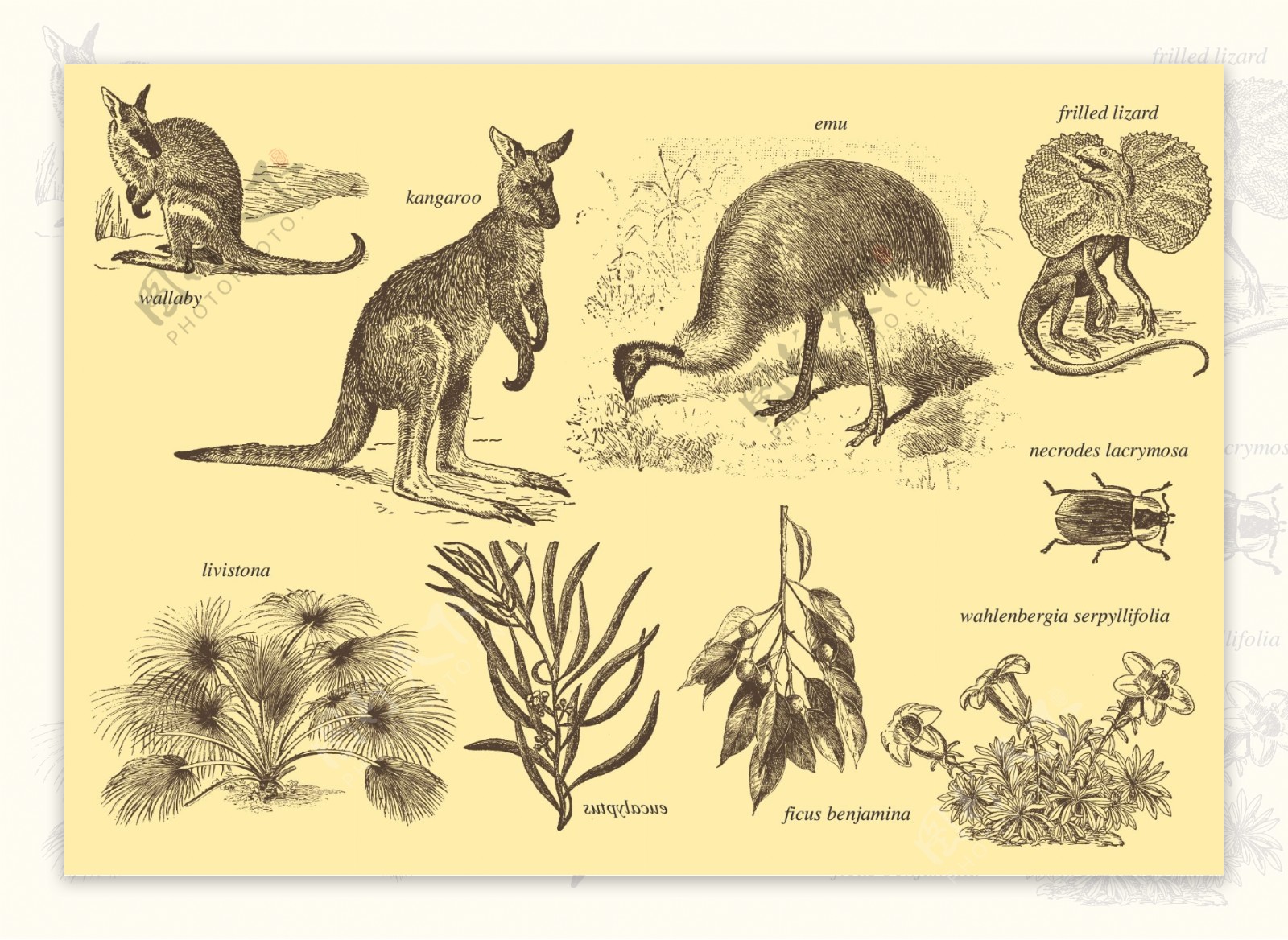 澳大利亚芙罗拉与动物志