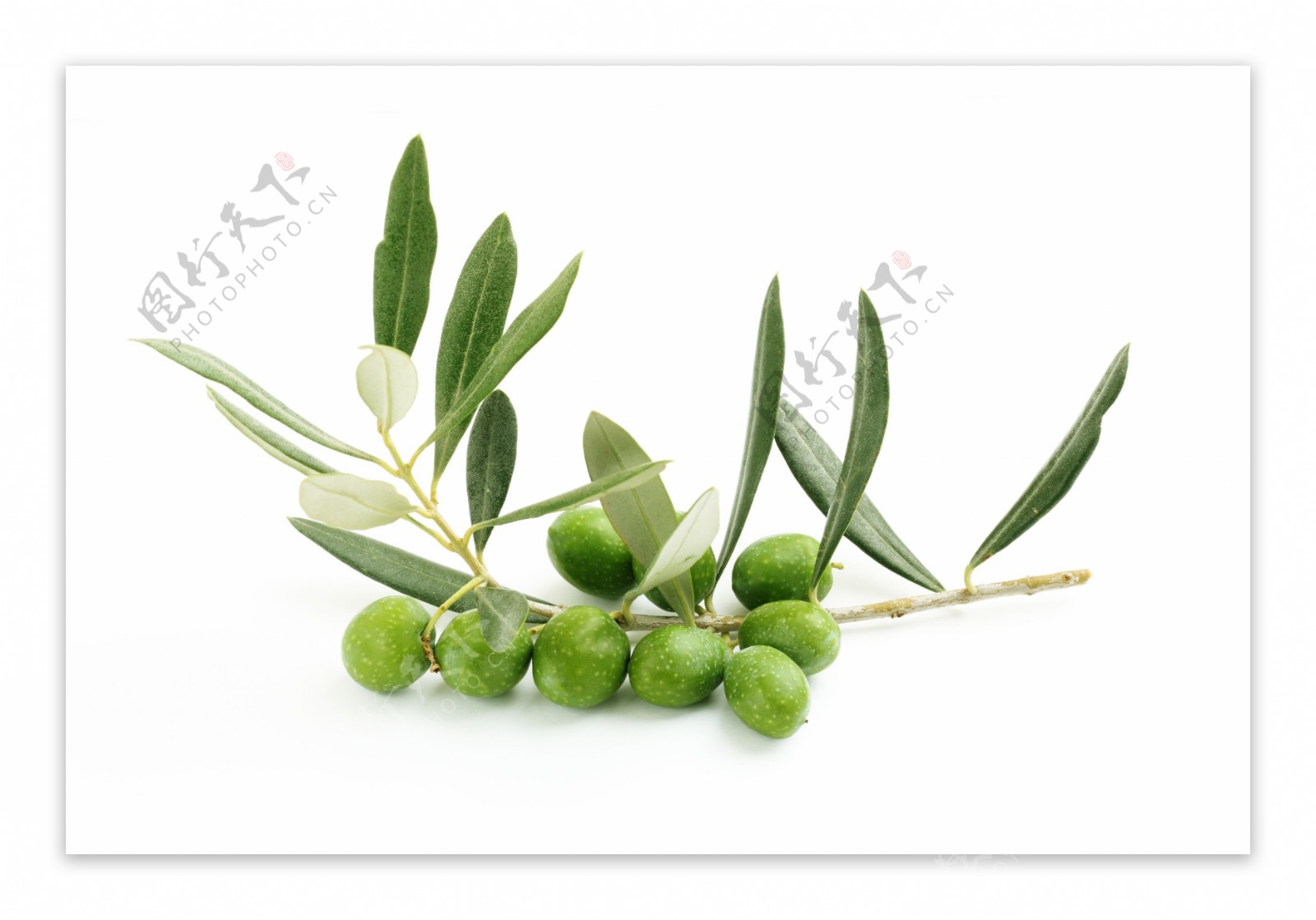 绿橄榄与树叶图片