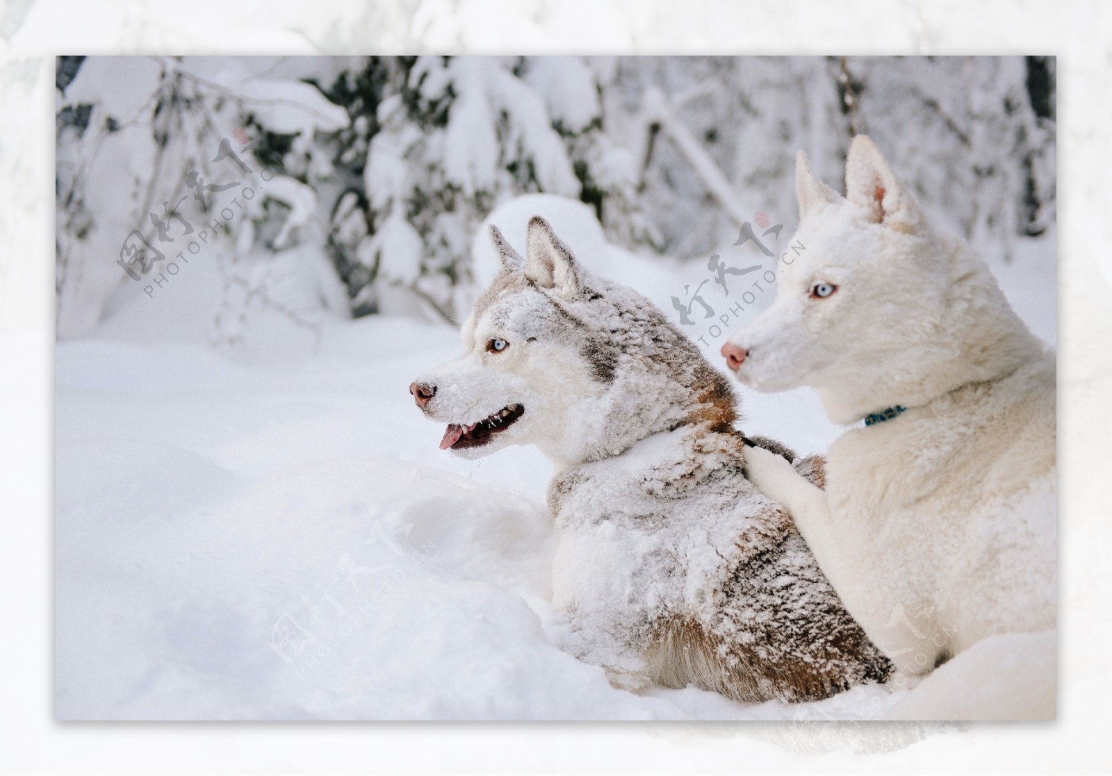 寒冬雪地里狼狗图片