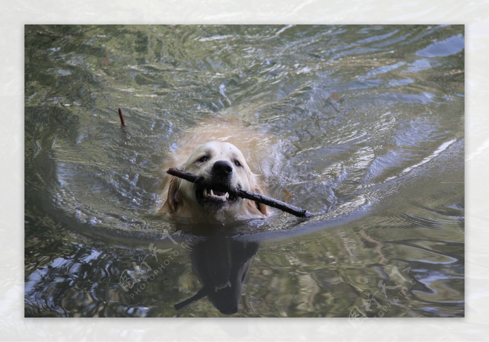 游泳金毛犬图片