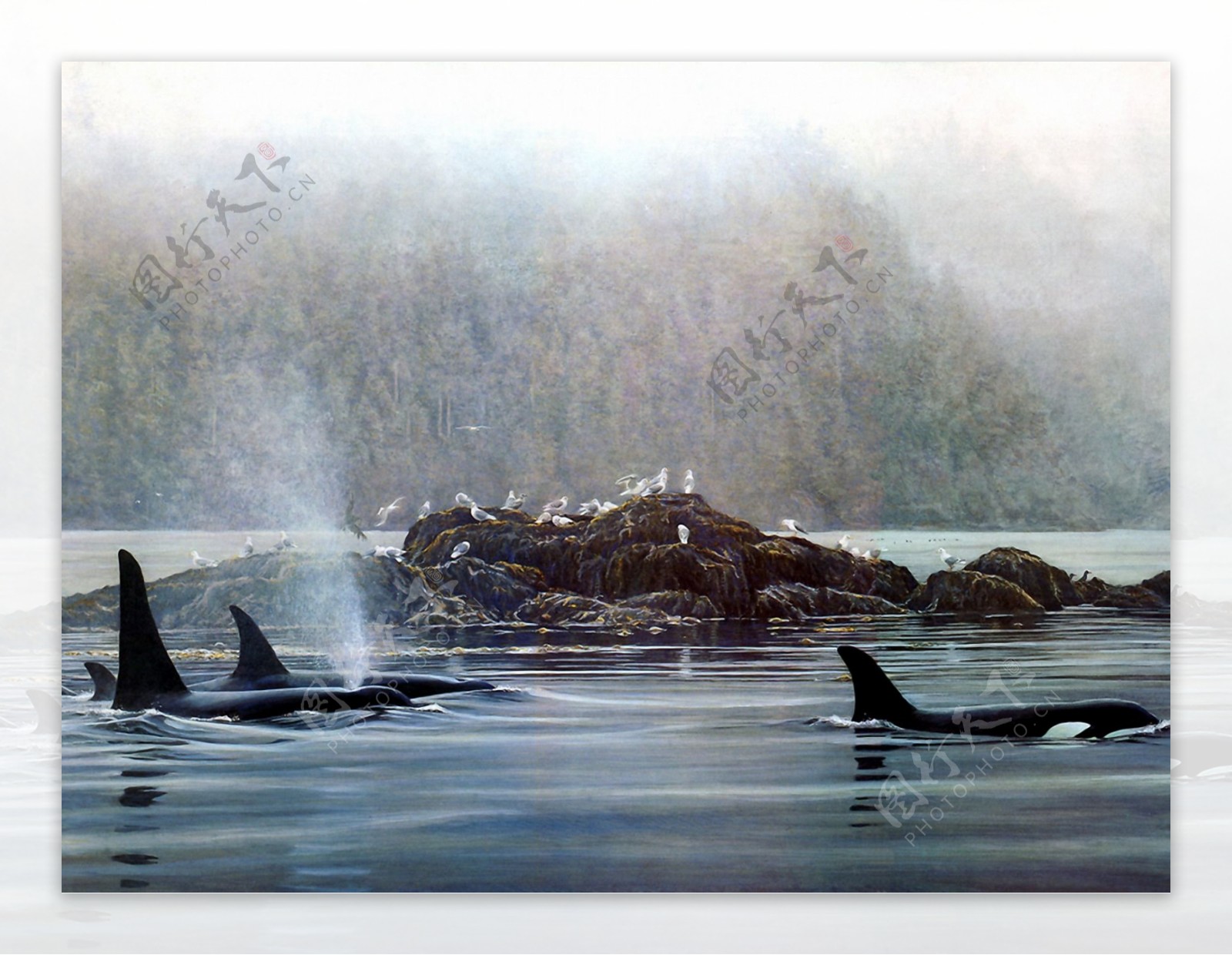 海豚手绘动物画01海