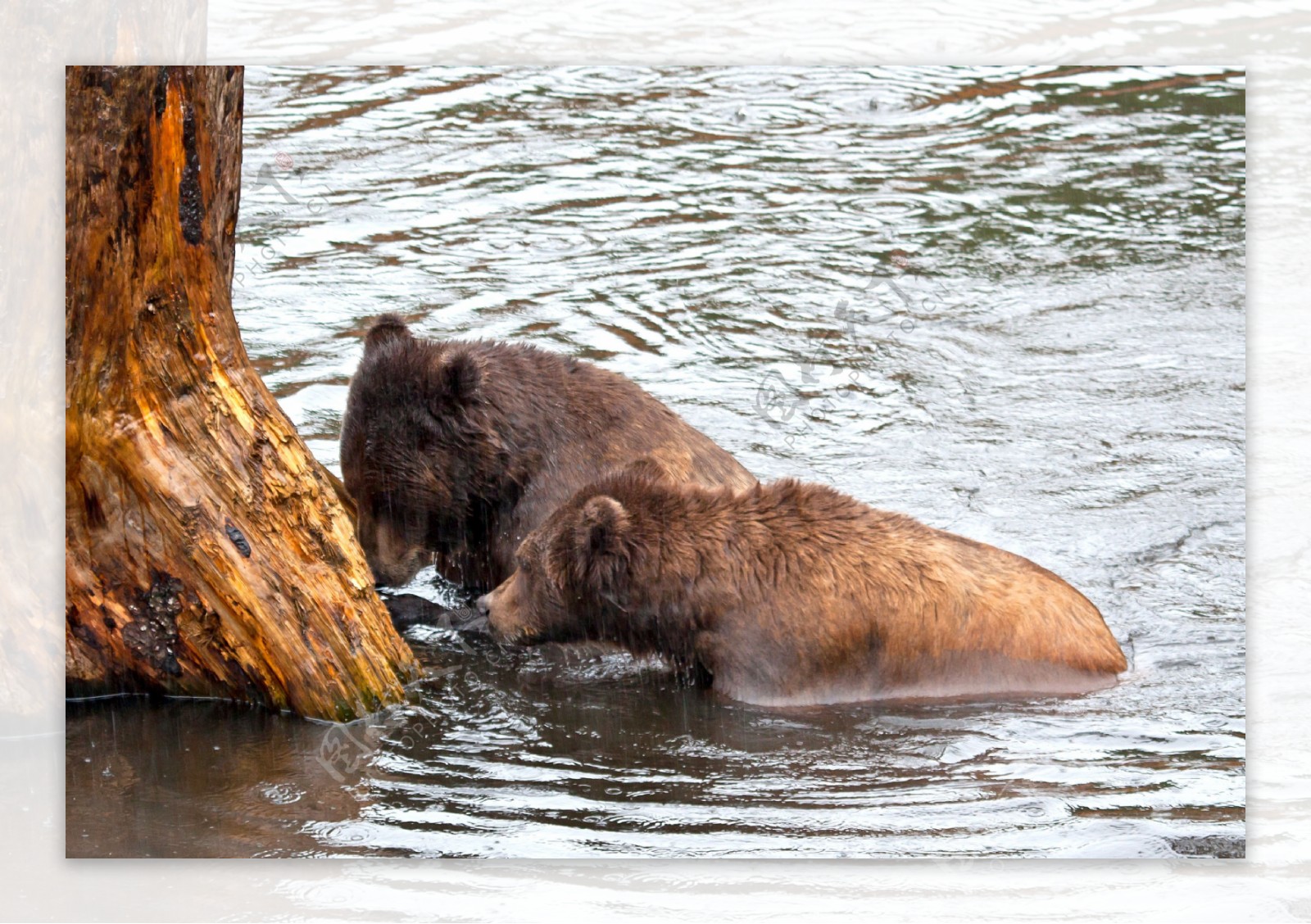 阿拉斯加棕熊在雨中