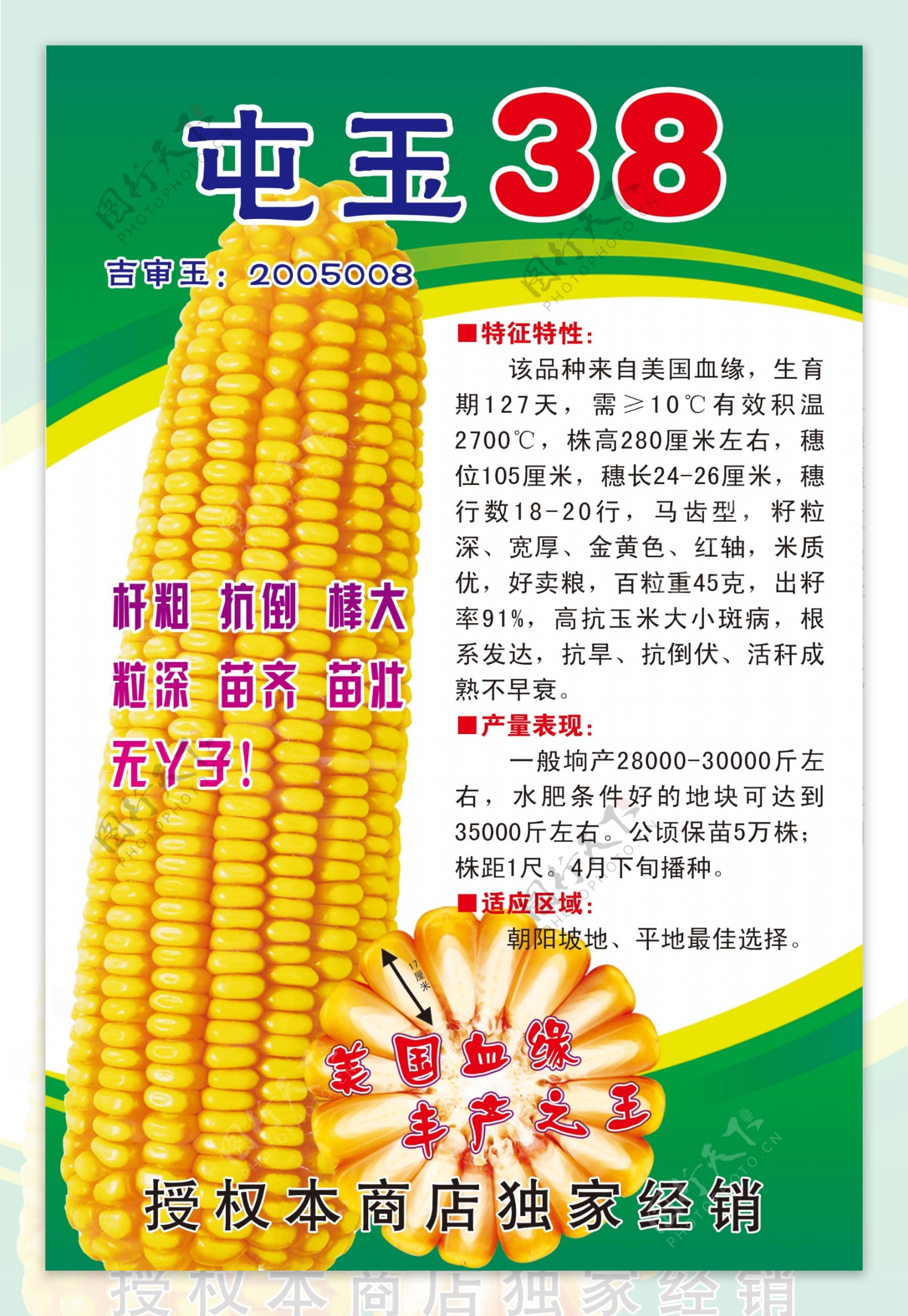玉米海报