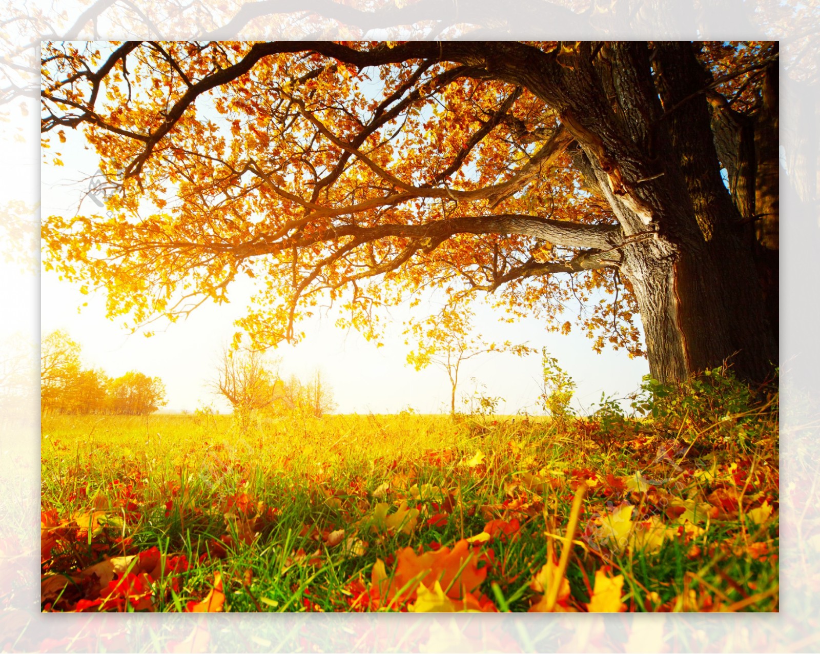 金色秋季美景图片