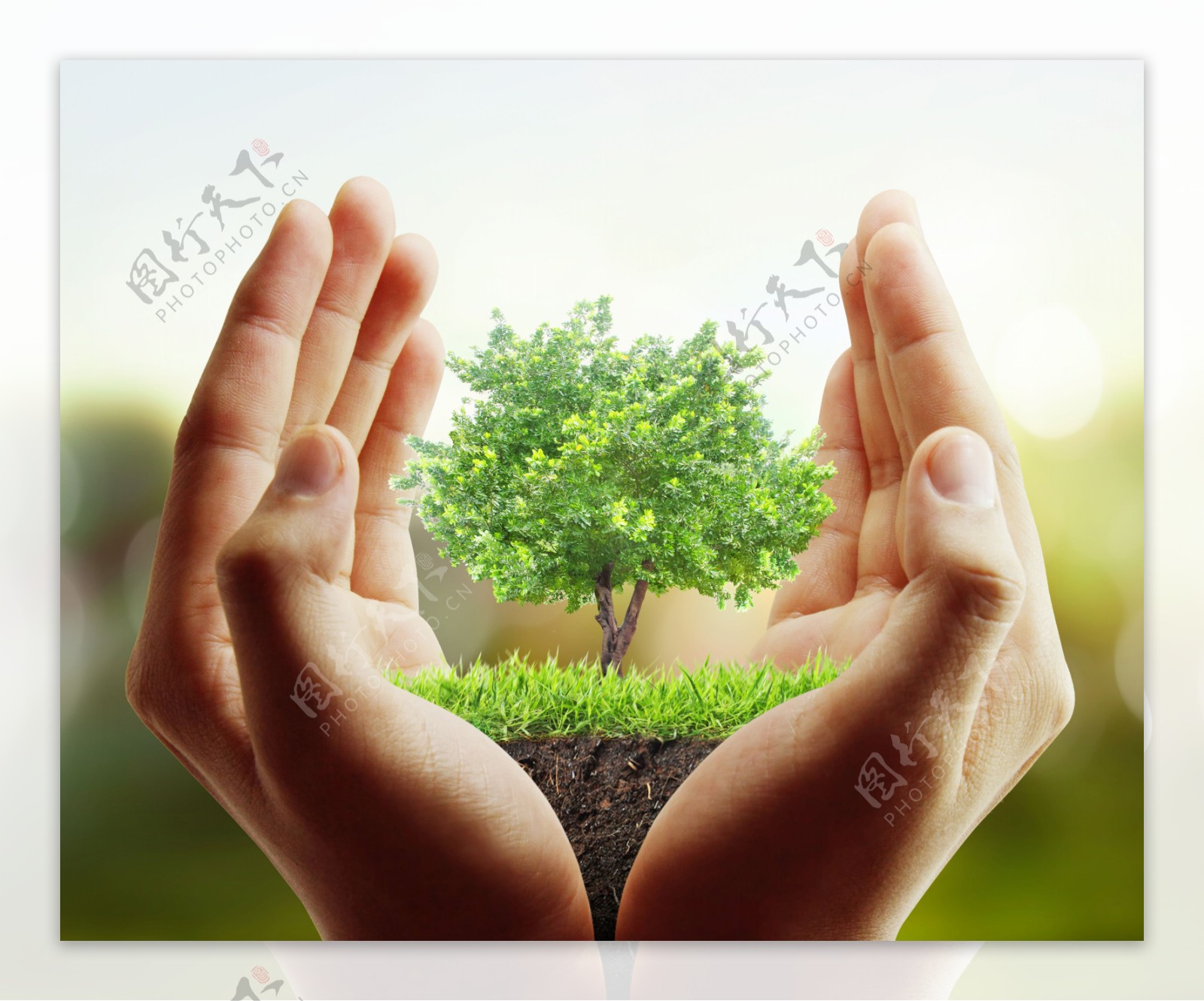 手势双手捧着一个盆景捧着双手植物背景图片下载 - 觅知网