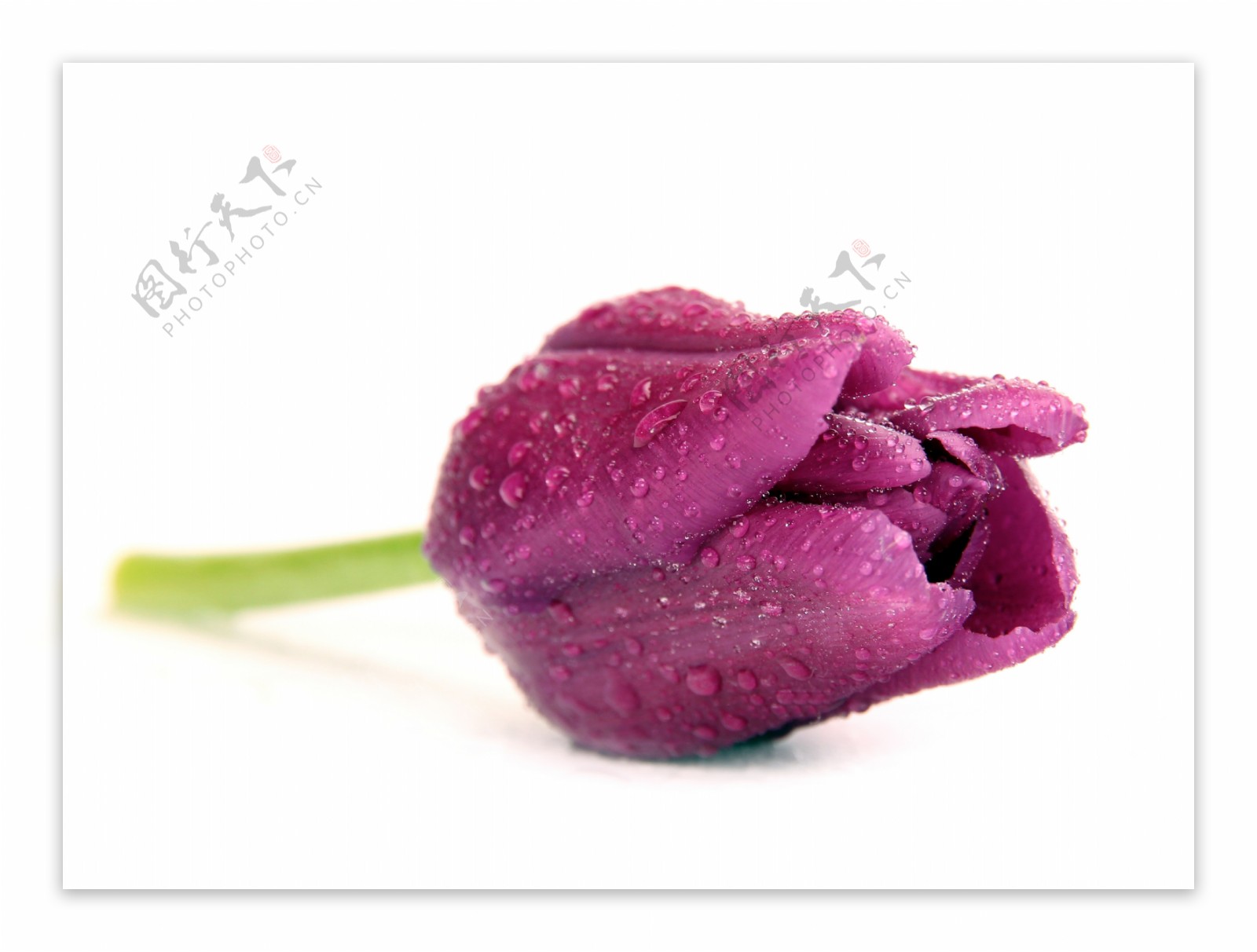 一朵紫色郁金香图片素材