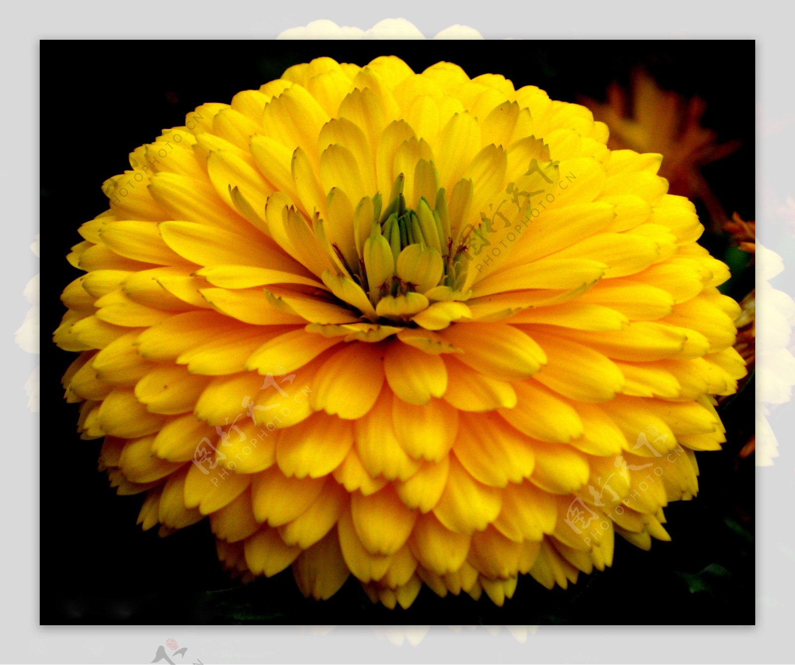 黄色金盏菊摄影图片