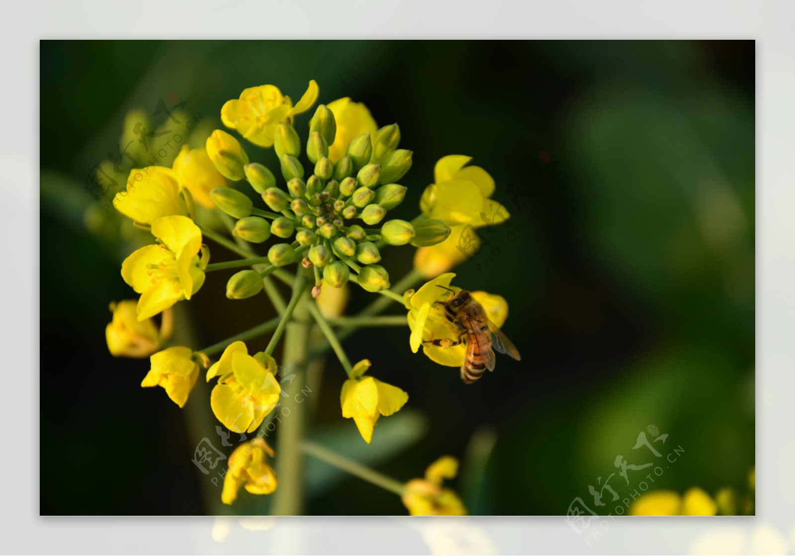 油菜花上的蜜蜂图片