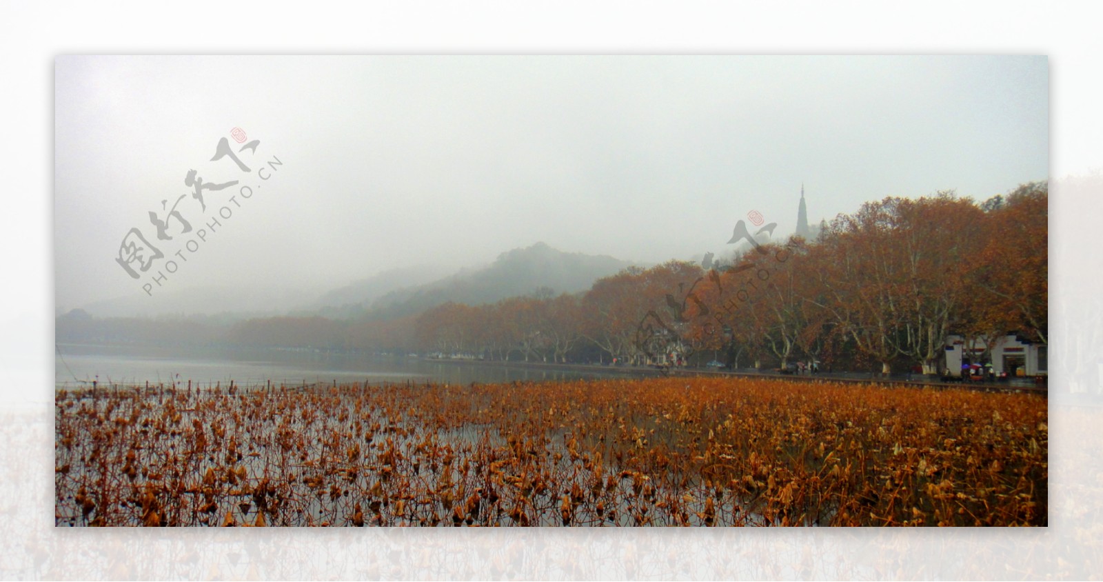 杭州西湖残荷冬季图片