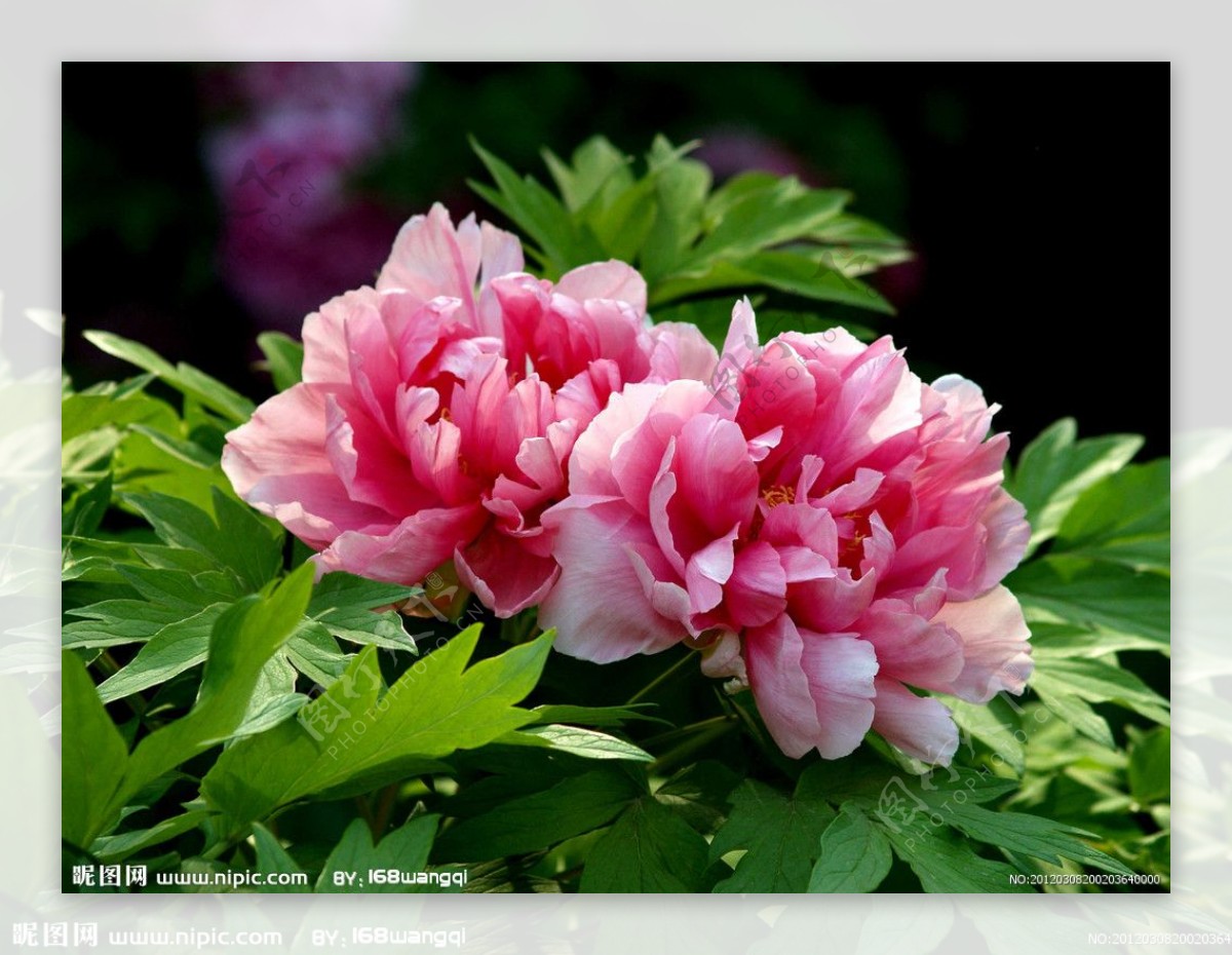 高清粉色牡丹花图片