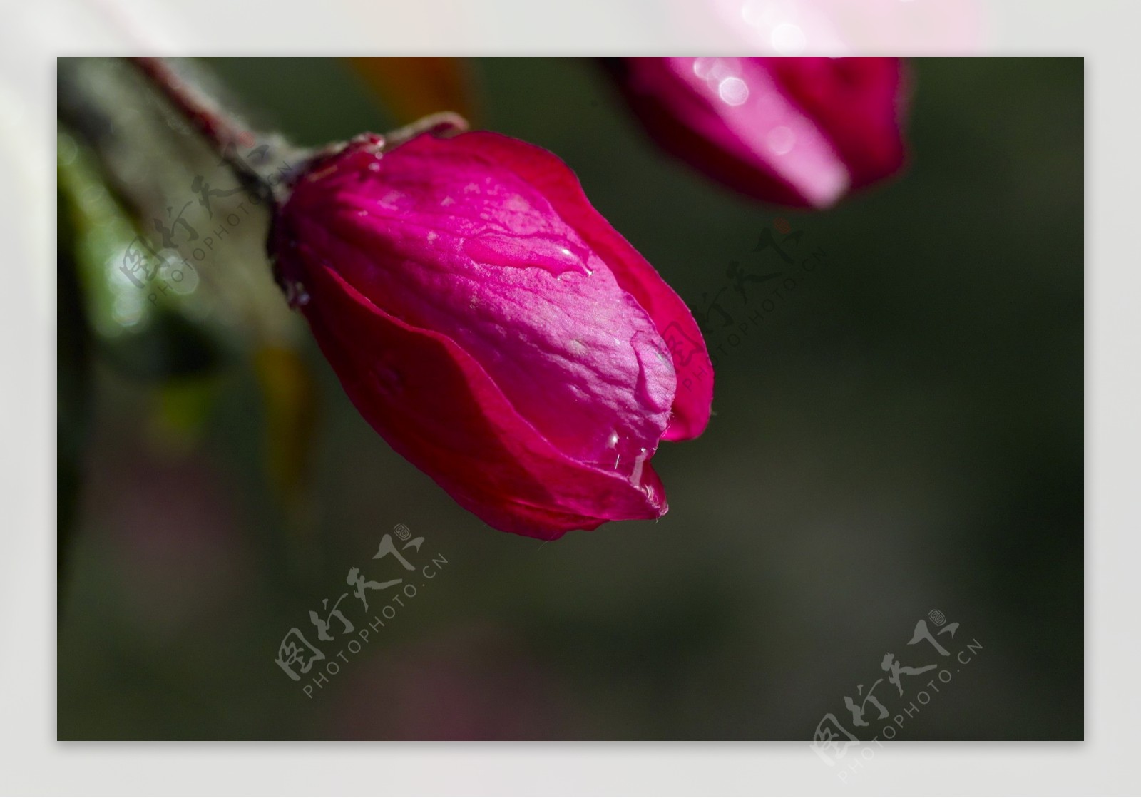 红色海棠花苞图片