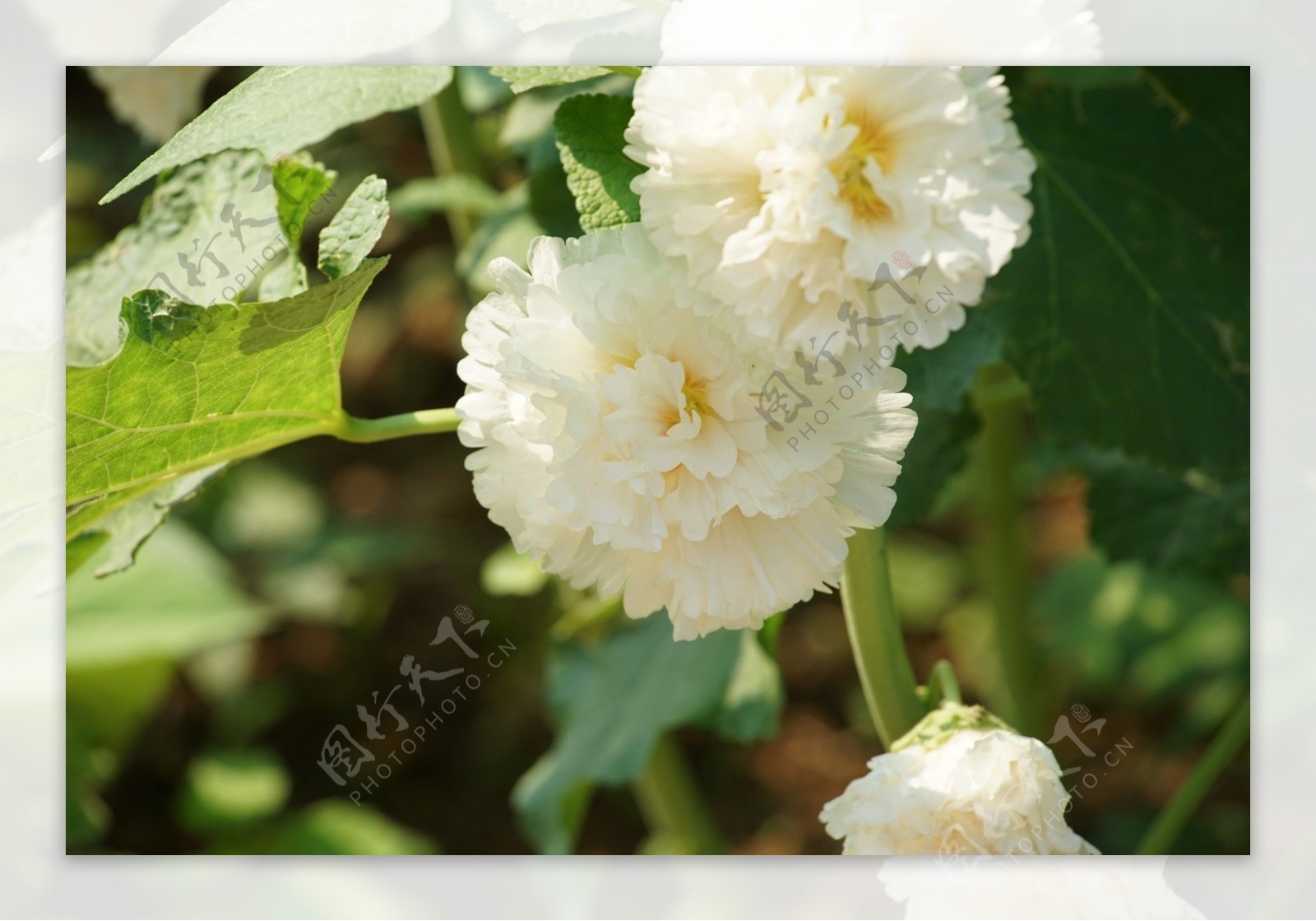 美丽的白色蜀葵花图片