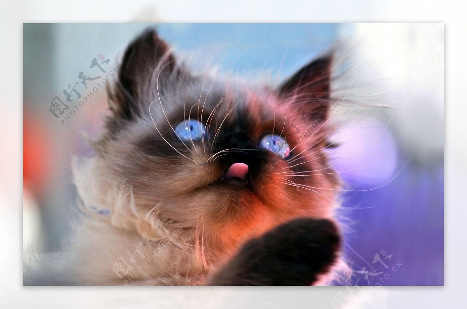 暹罗宝石猫咪图片