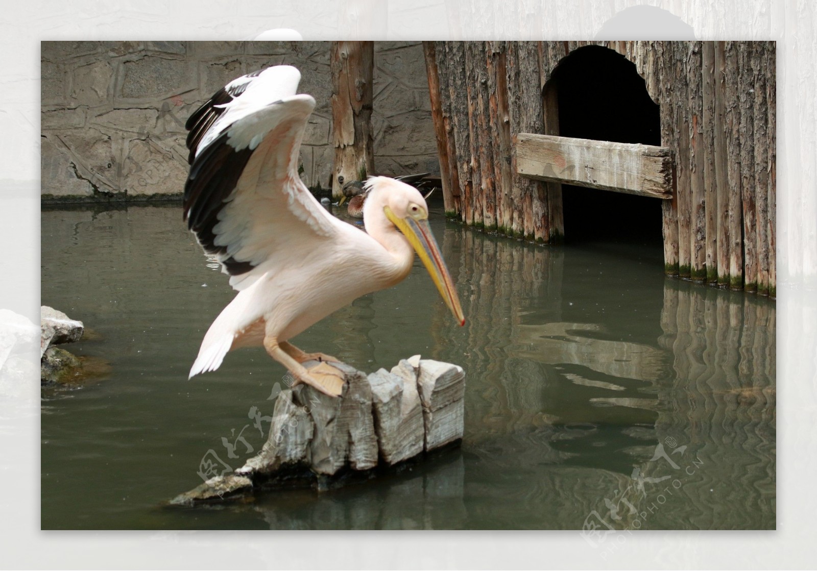 溪水鹈鹕鸟图片