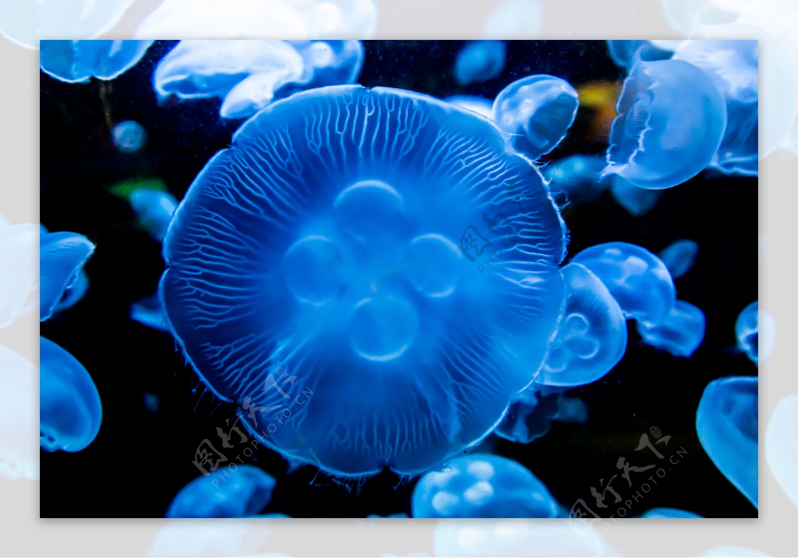 海洋蓝色水母图片