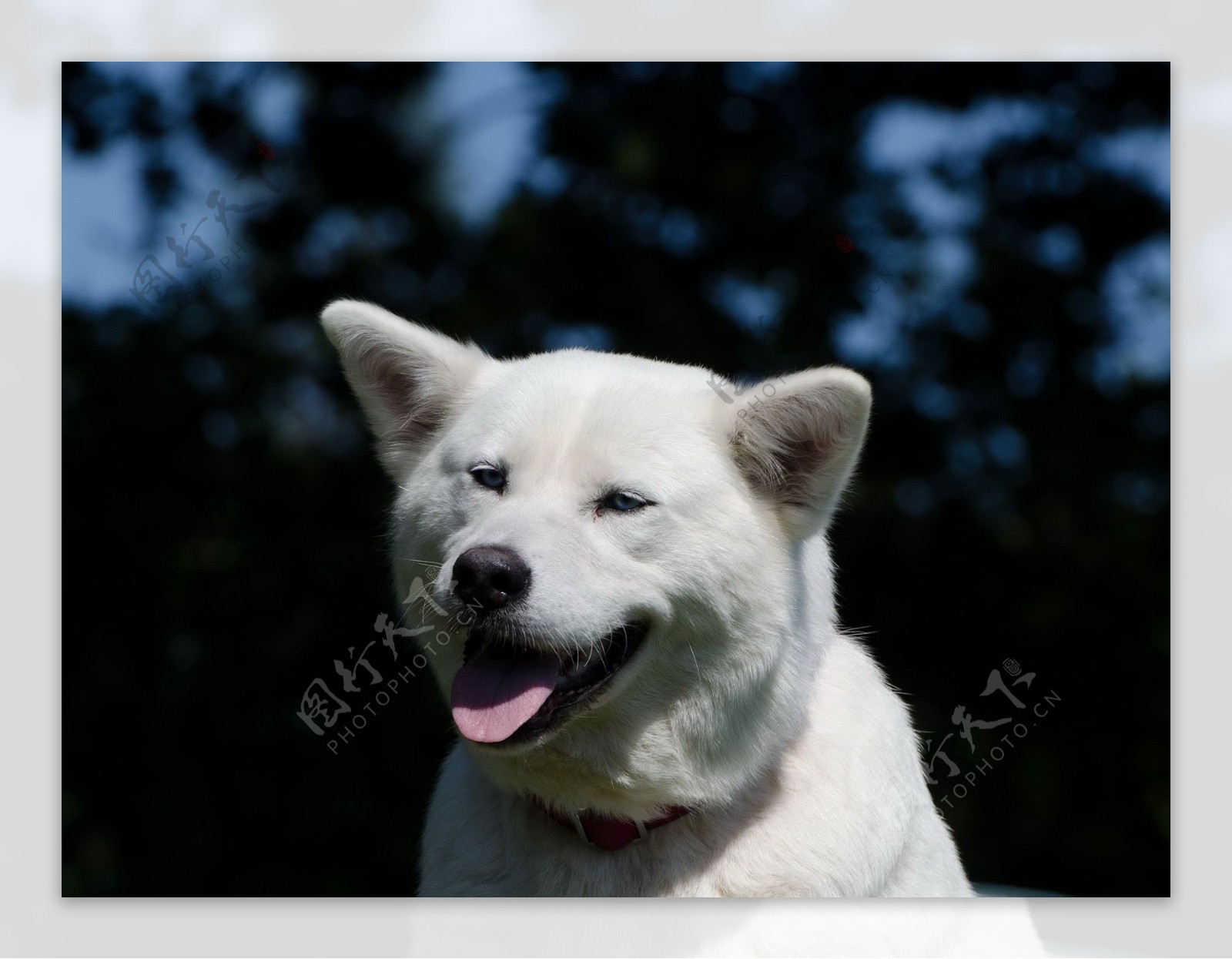 白色秋田犬图片