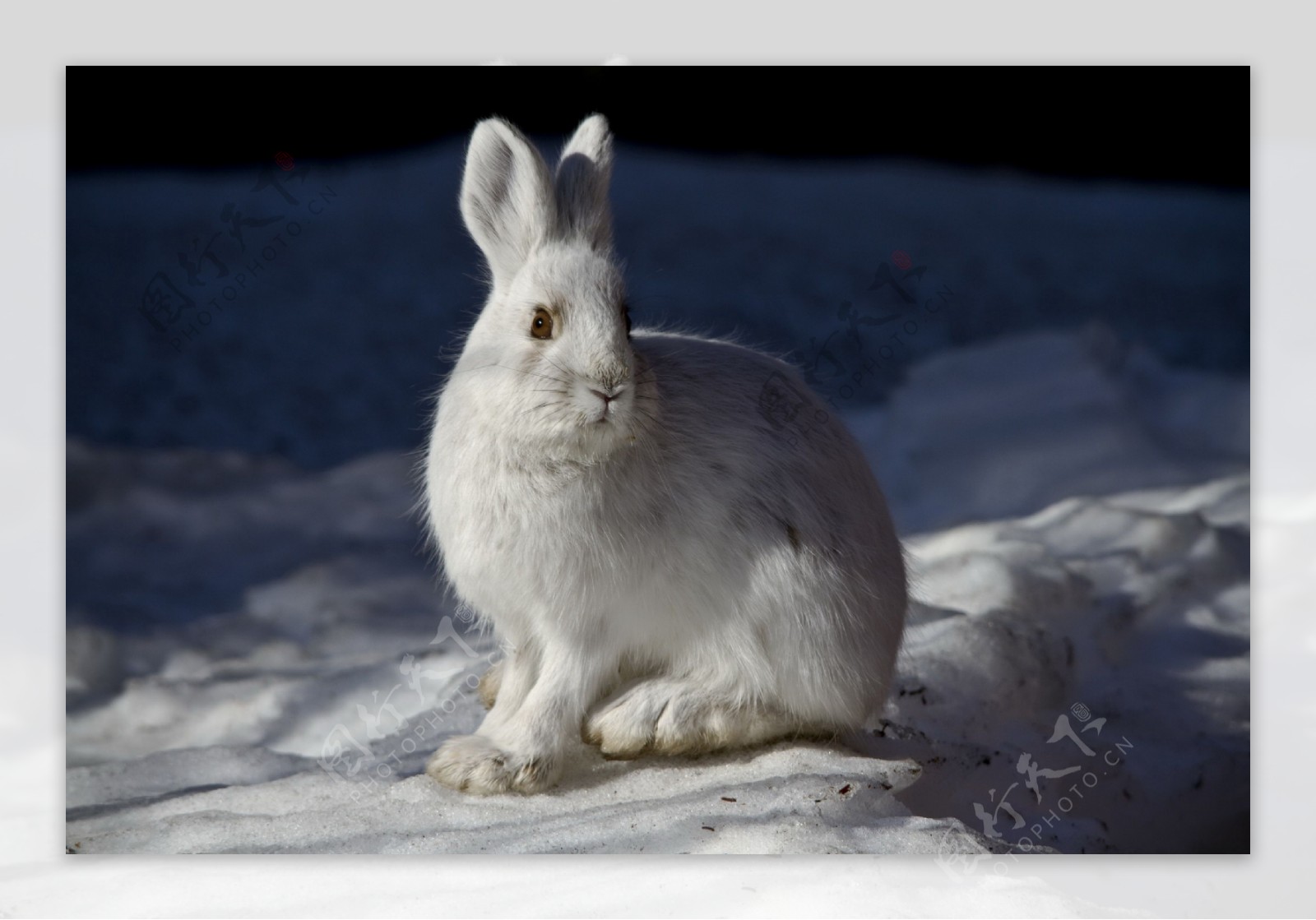 可爱小白兔图片