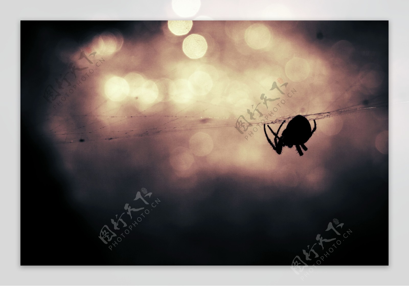 蜘蛛图片