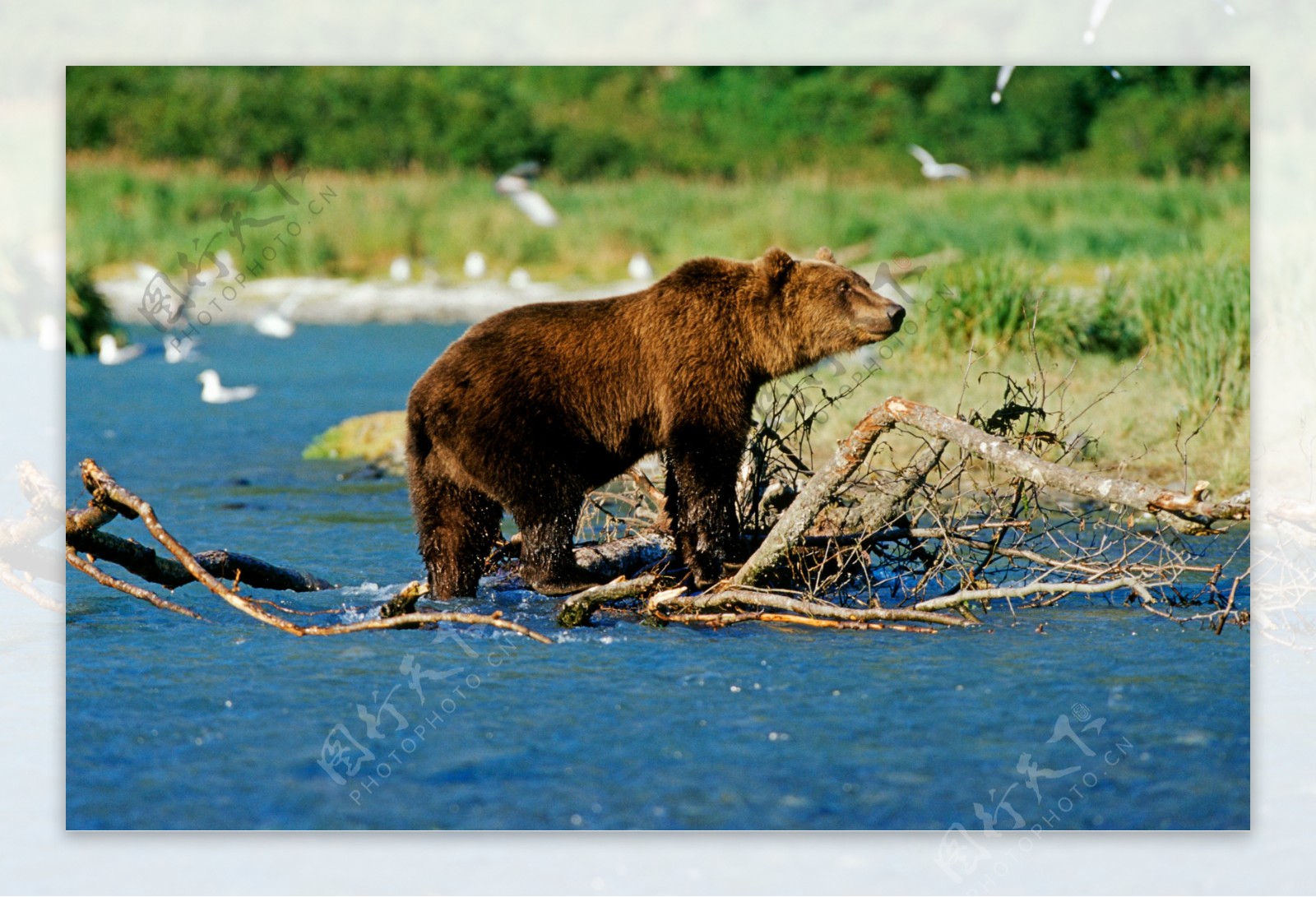 湖面觅食的熊