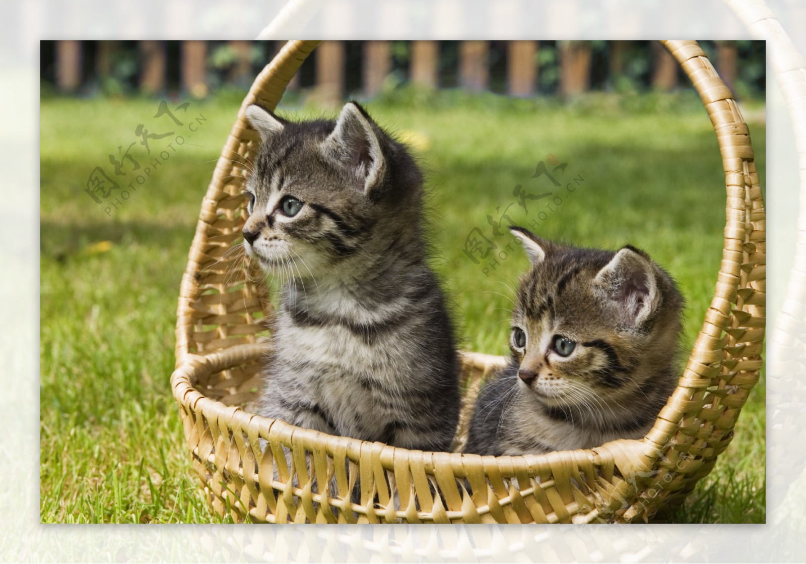 篮子里的可爱猫咪