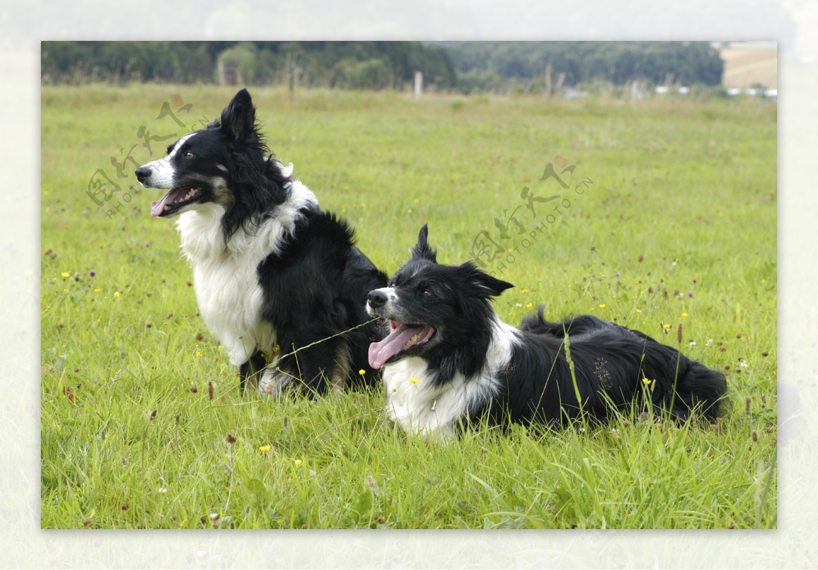草地上的两只狗