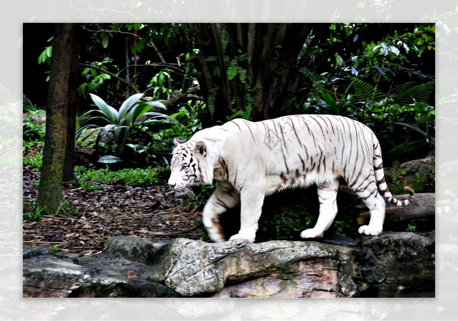 向左移动的白色老虎
