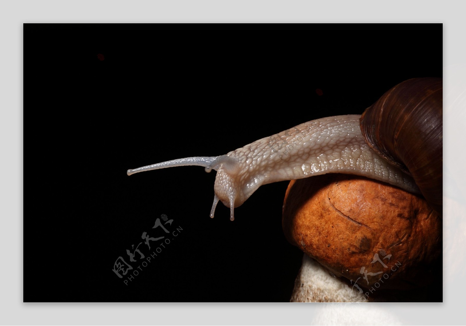 伸长头的蜗牛