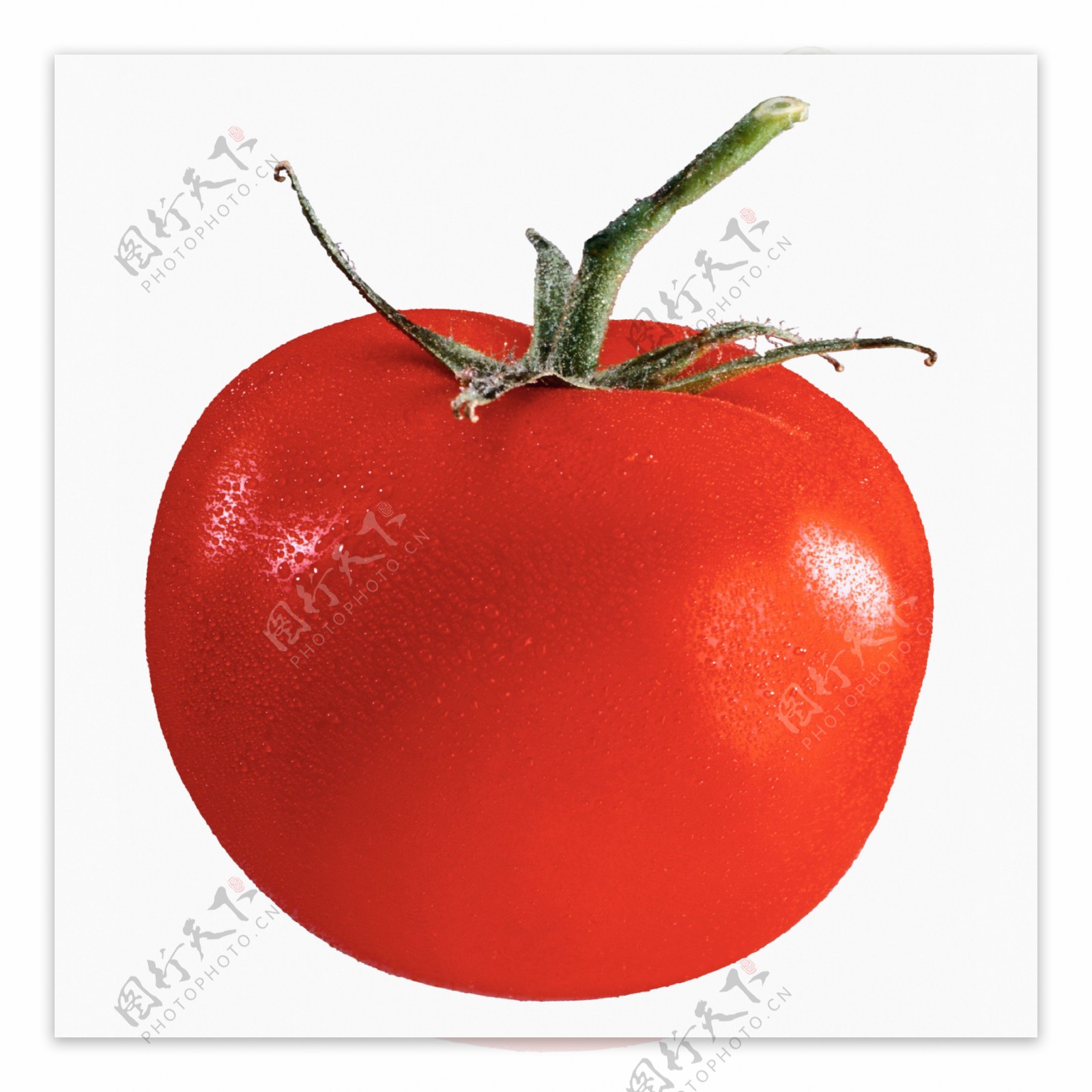 高清西红柿摄影