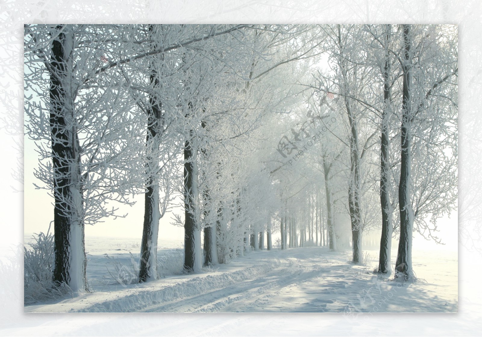 雪地树林美丽风景图片