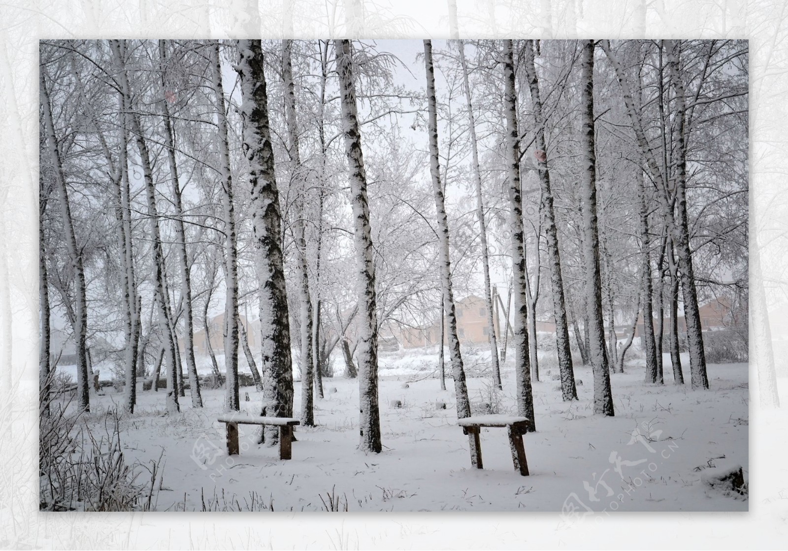冬季白桦树林风景图片