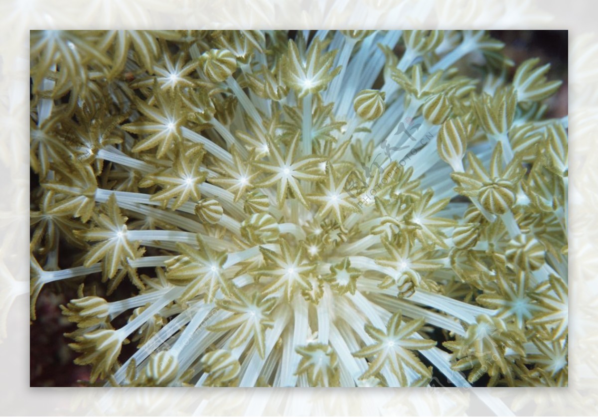 海底世界植物珊瑚