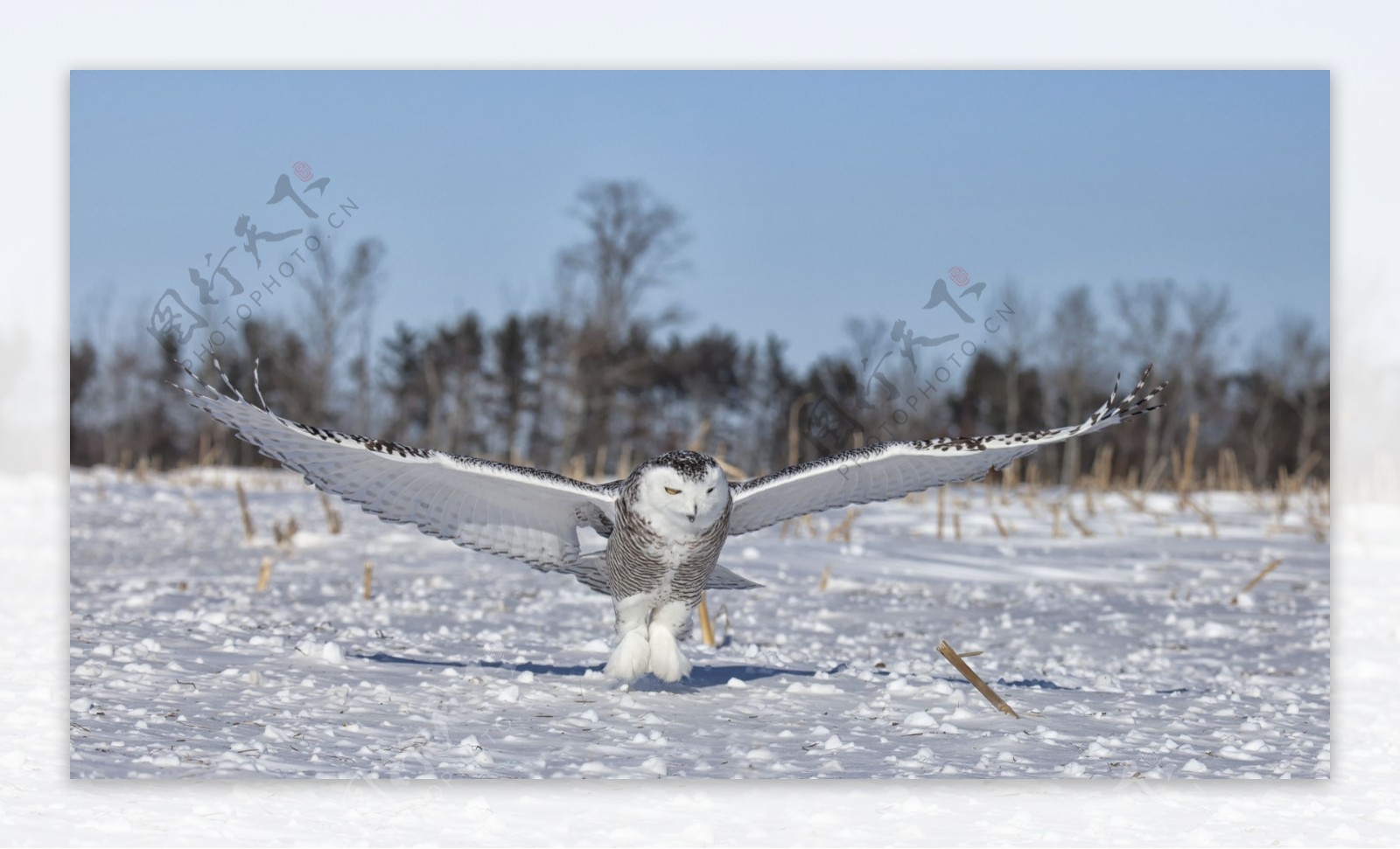 雪地里的猫头鹰