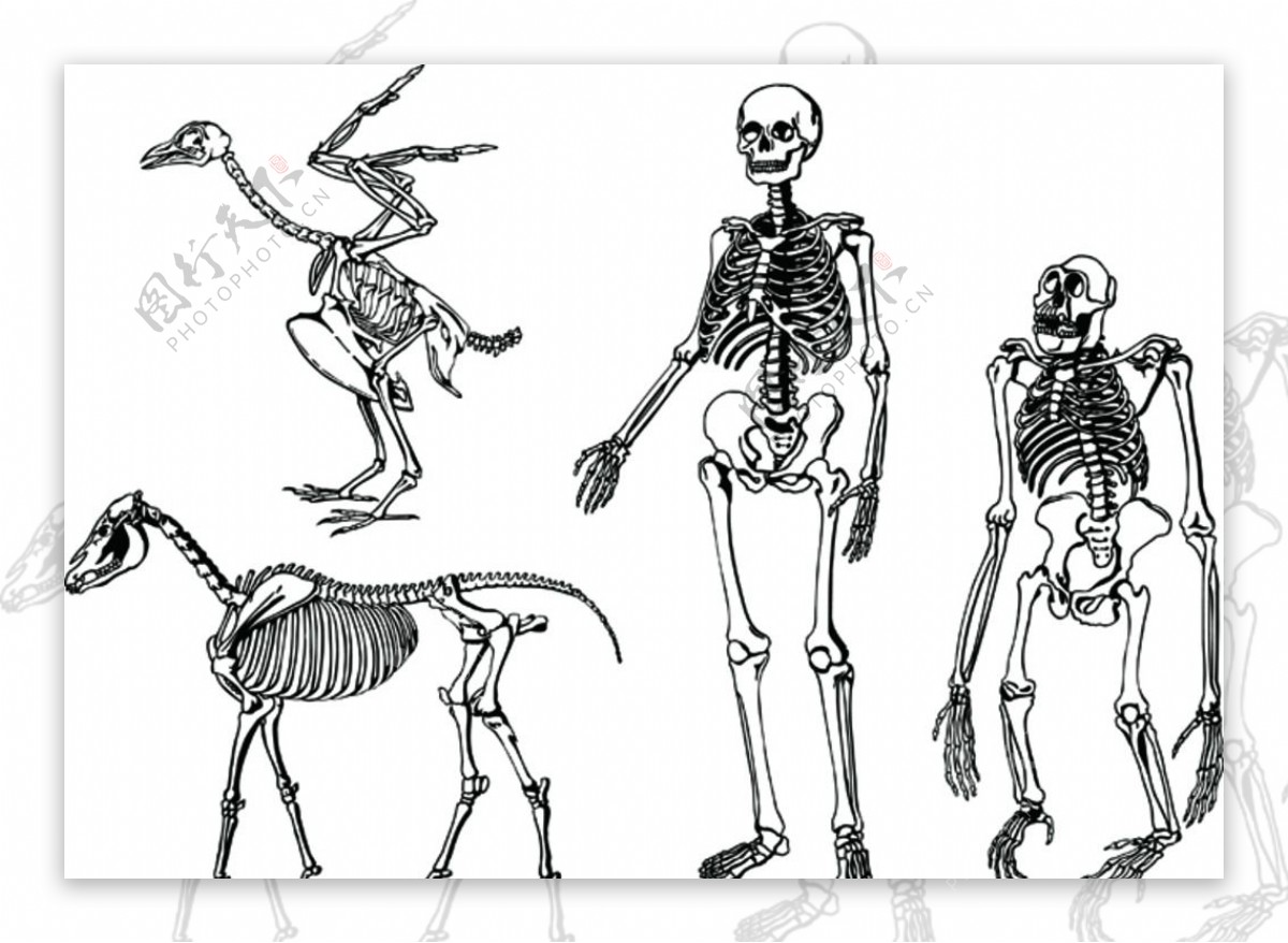 动物人类骨架