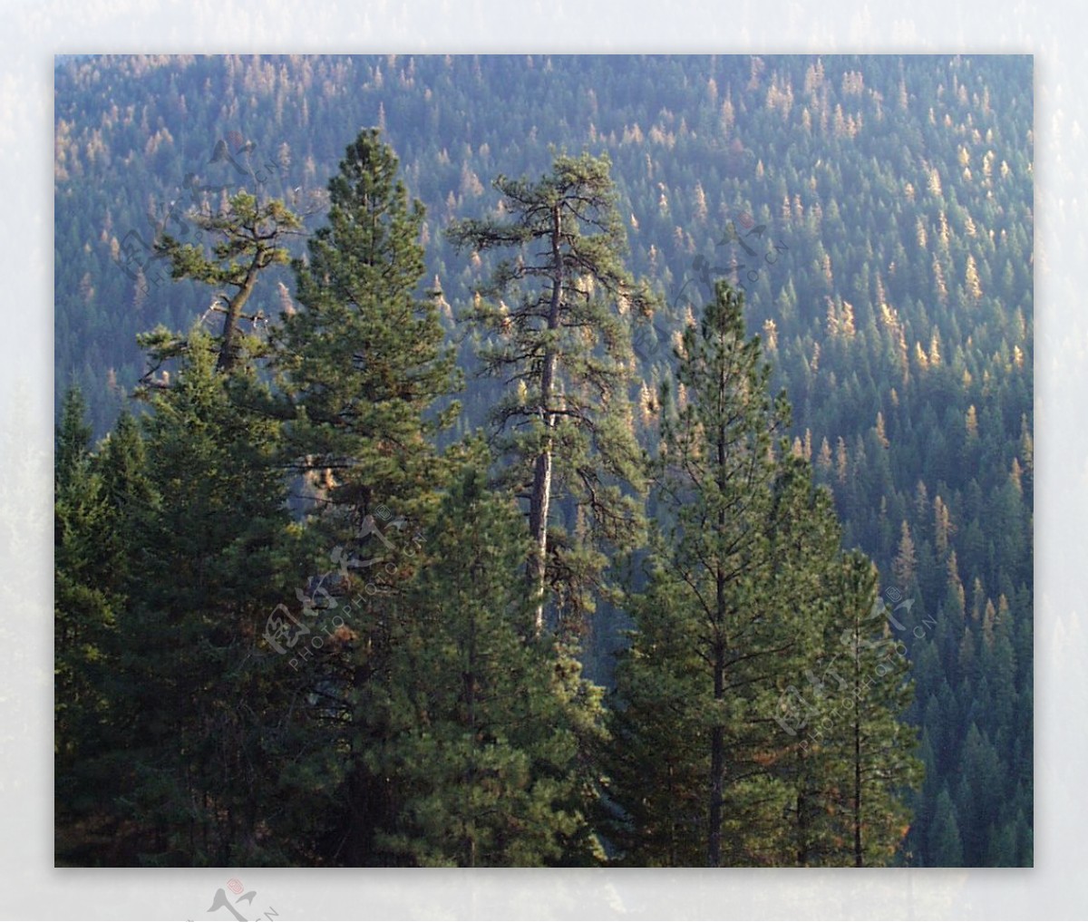 山区草木自然风景贴图素材JPG0234