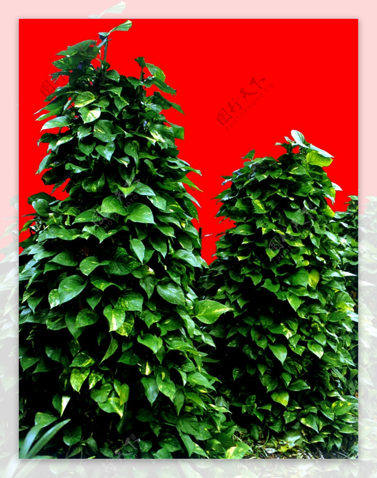 灌木植物贴图素材建筑装饰JPG2000