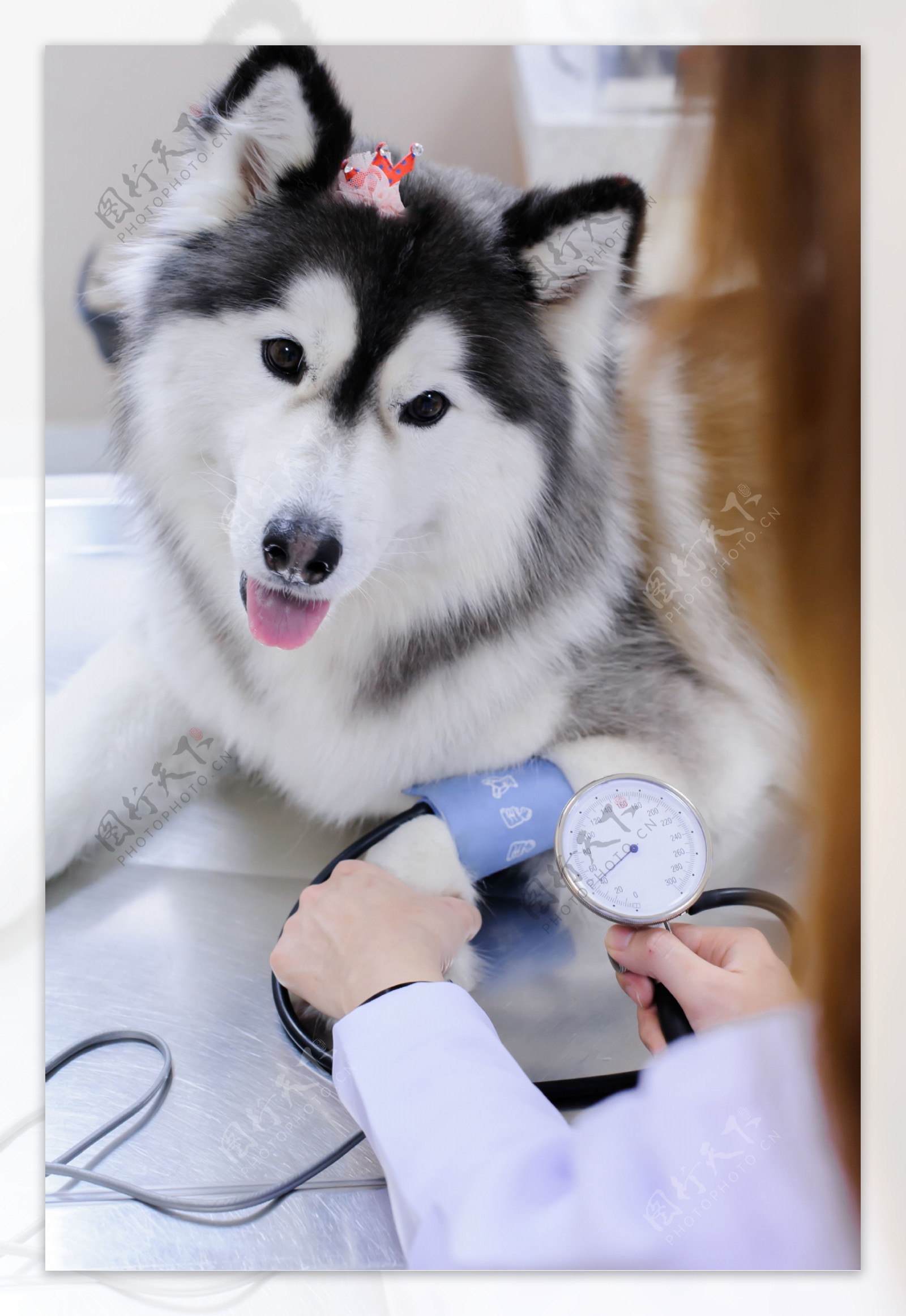 可爱的宠物狗与兽医图片