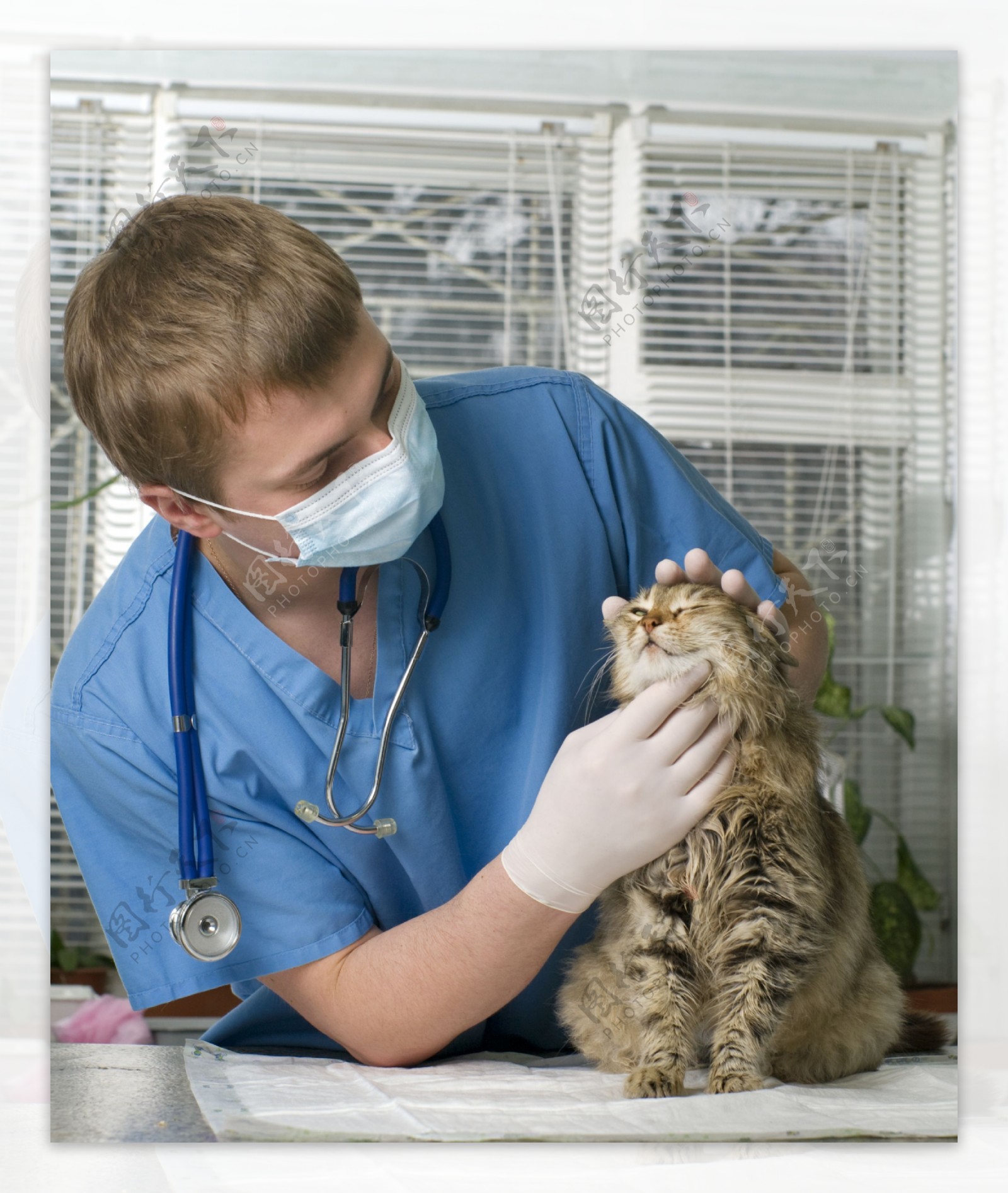 生病的猫咪与兽医图片