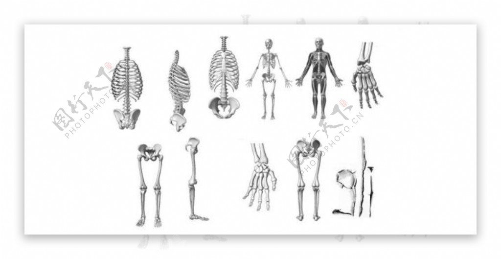 人体骨骼架构PS笔刷