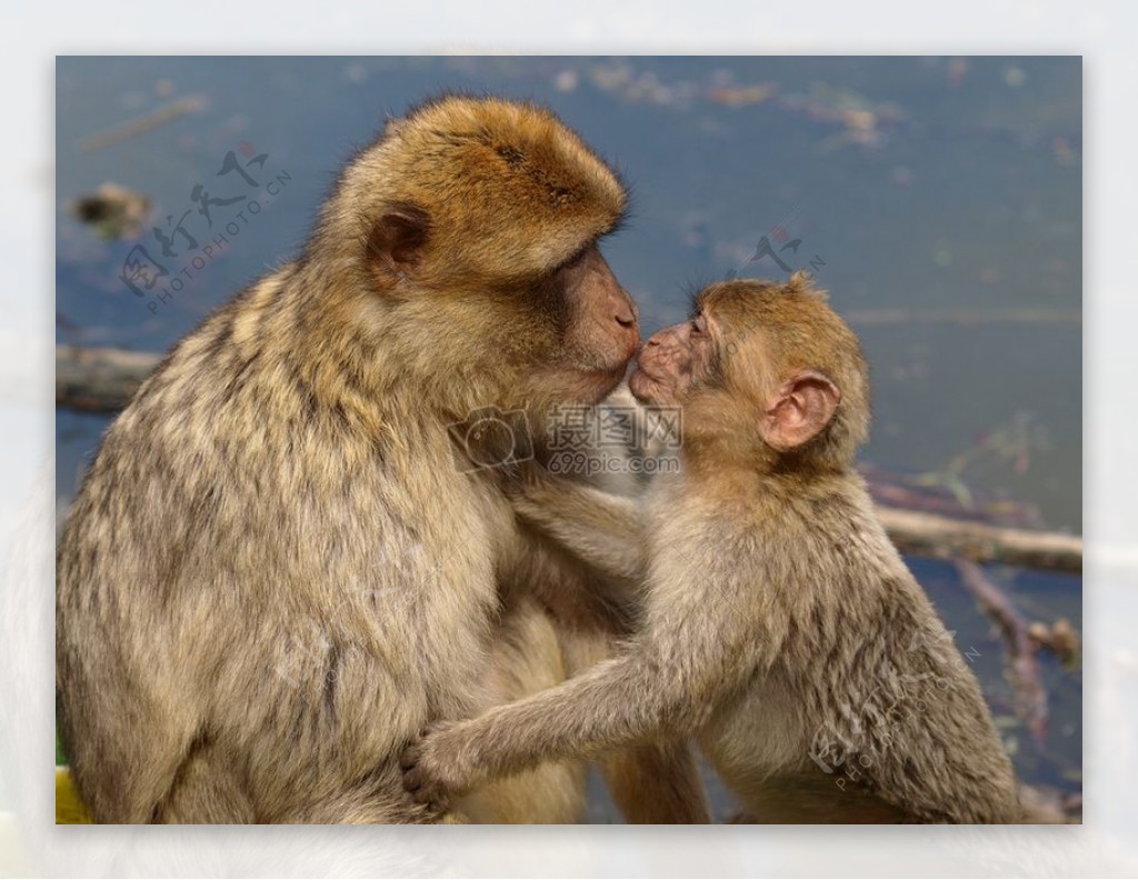 母猴子亲吻小猴子