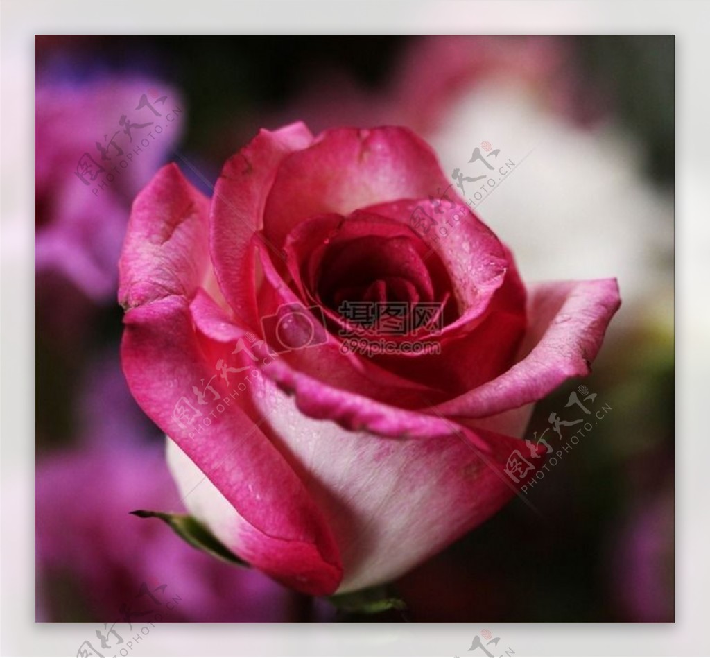 漂亮的粉色玫瑰花
