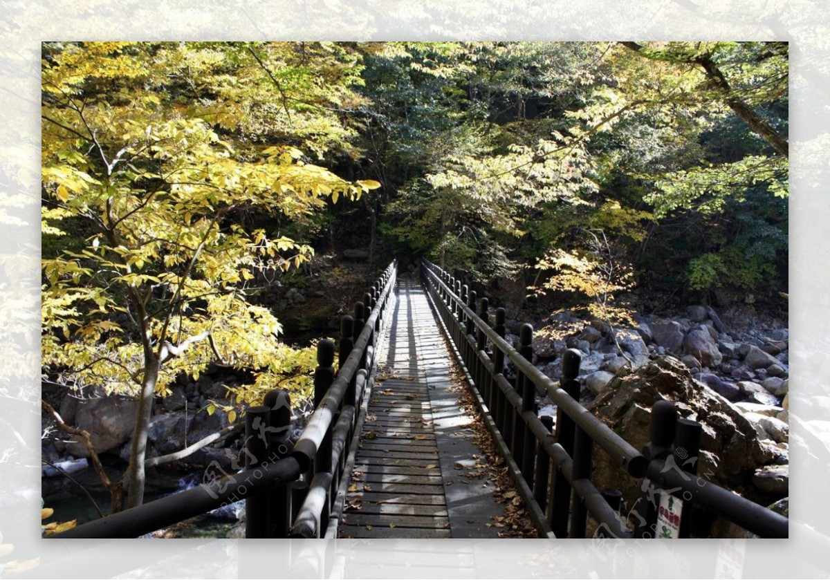 绿色林间木桥风景图片