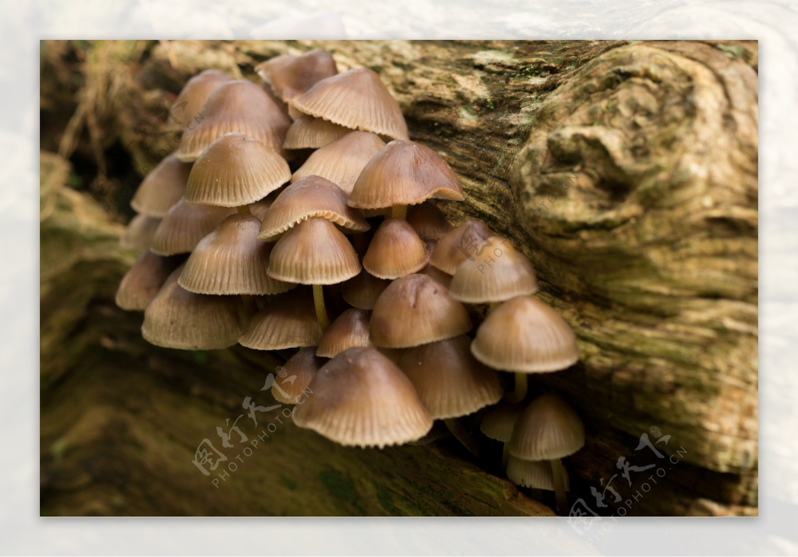 木头上的蘑菇