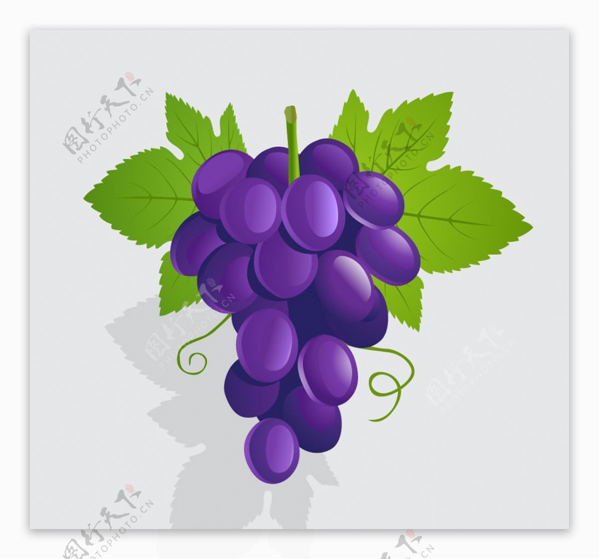 紫色葡萄水果清晰图