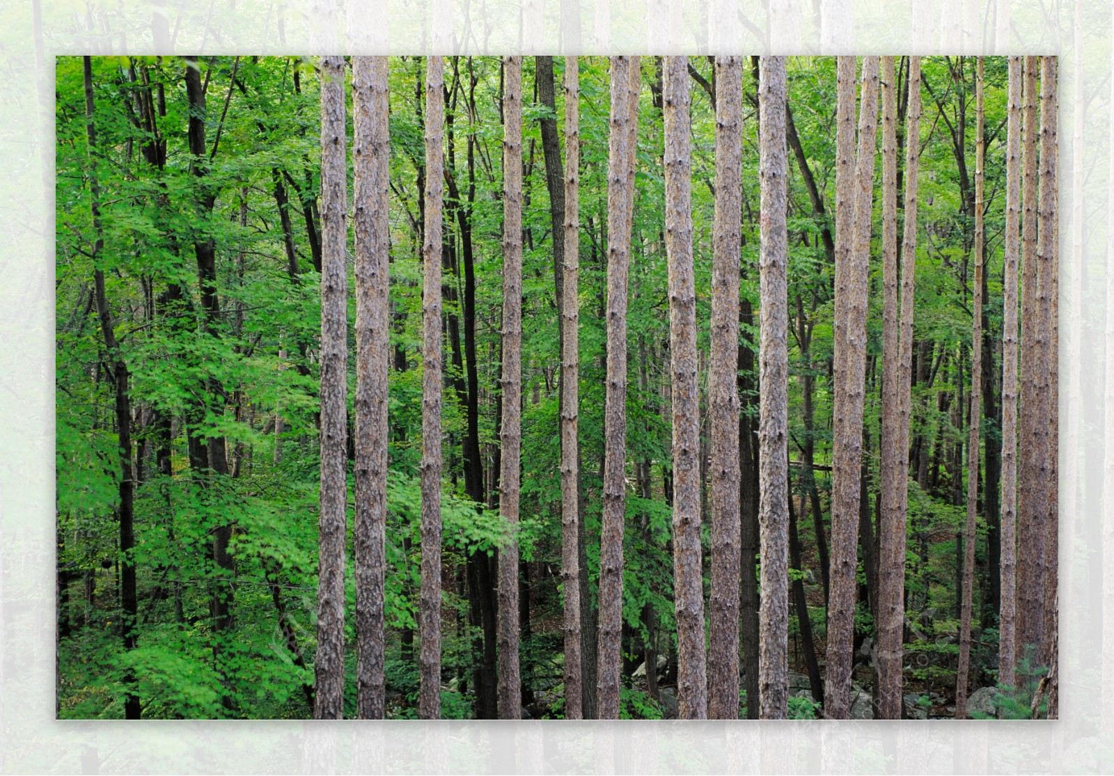 林间树木高清图片