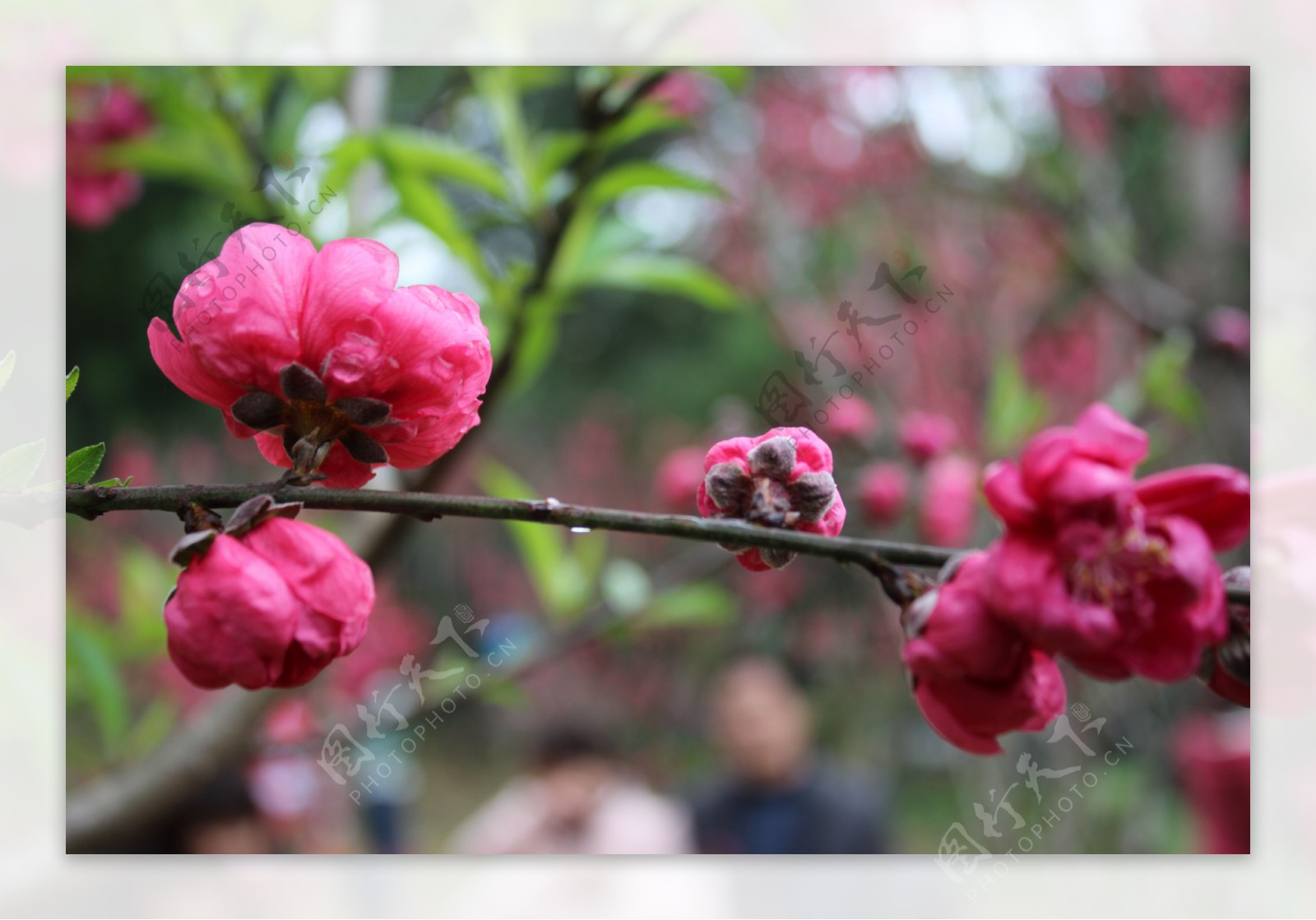 桃花图片