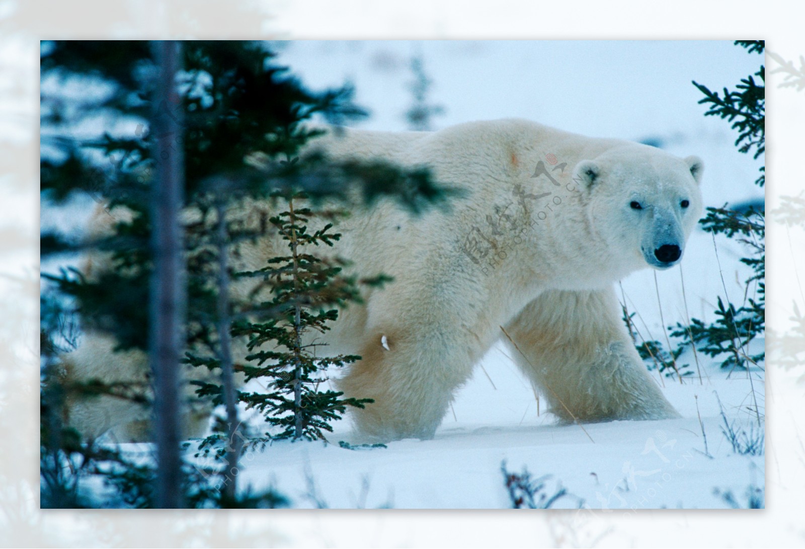 雪地森林里的北极熊