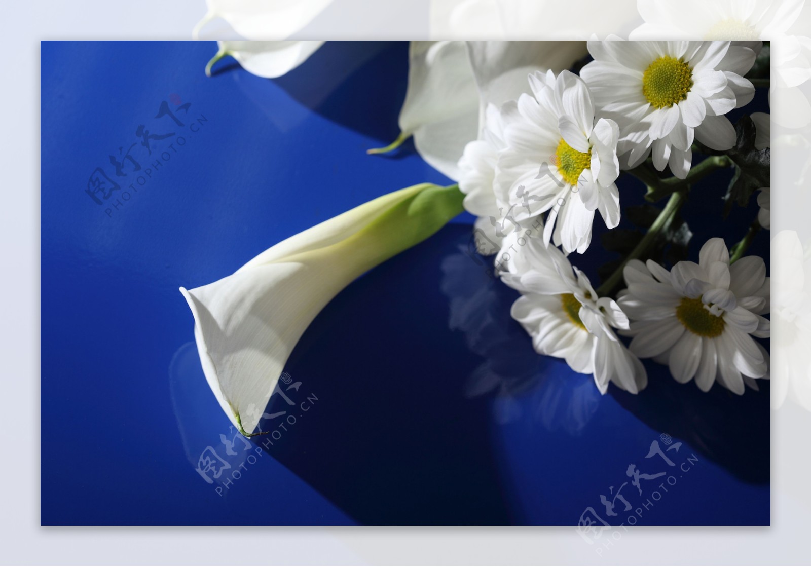 马蹄莲与白色菊花